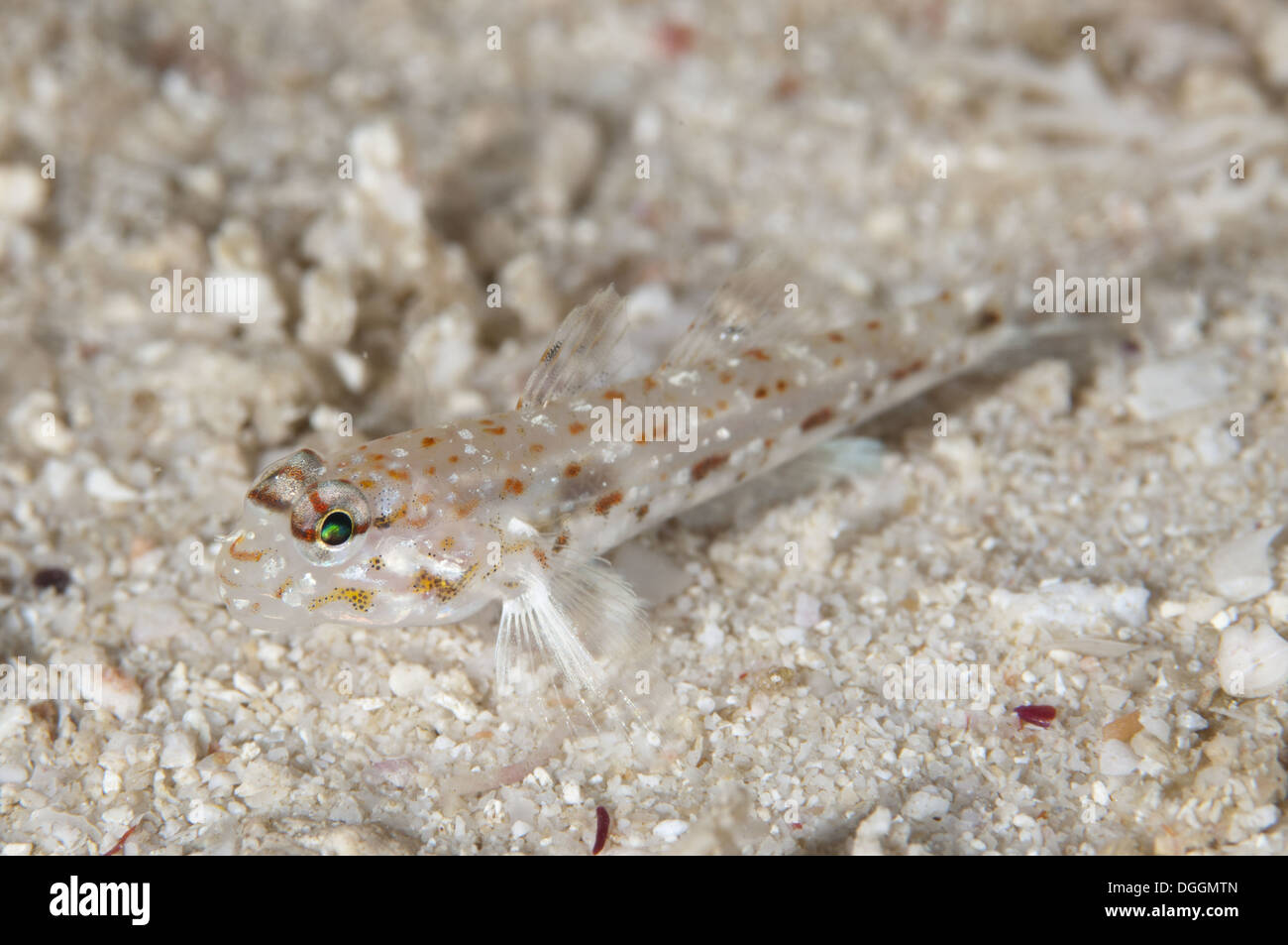 Pale Sandgoby (Fusigobius pallidus) adult resting on sand Otdina Reef Dampier Straits Raja Ampat Islands (Four Kings) West Stock Photo