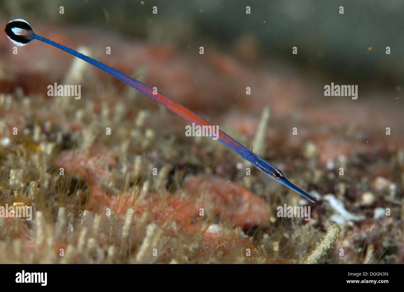 Janss' Pipefish (Doryrhamphus janssi) adult Batu Lima Dampier Straits Raja Ampat Islands (Four Kings) West Papua New Guinea Stock Photo