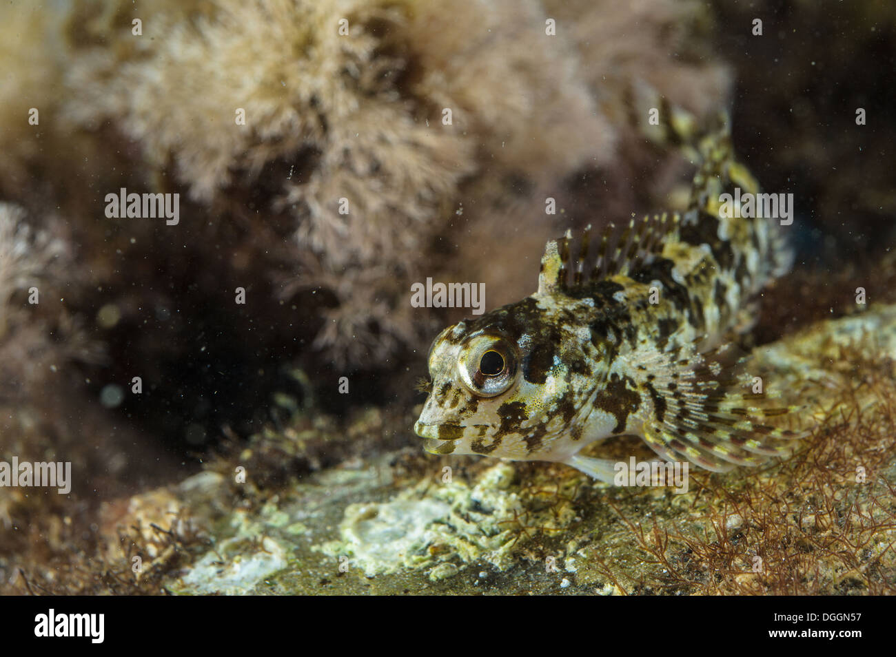 Grey Blenny (Paralipophrys trigloides) adult, Follonica, Gulf of Follonica, Grosseto Province, Tuscany, Italy, August Stock Photo