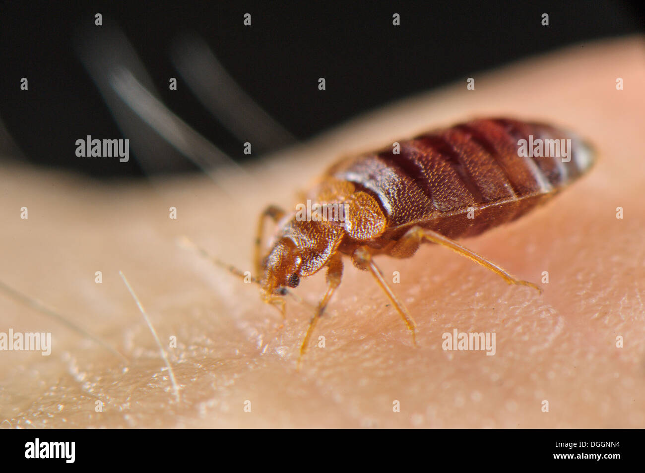 Common Bedbug (Cimex lectularius) adult, sucking blood from human skin, Italy, July Stock Photo