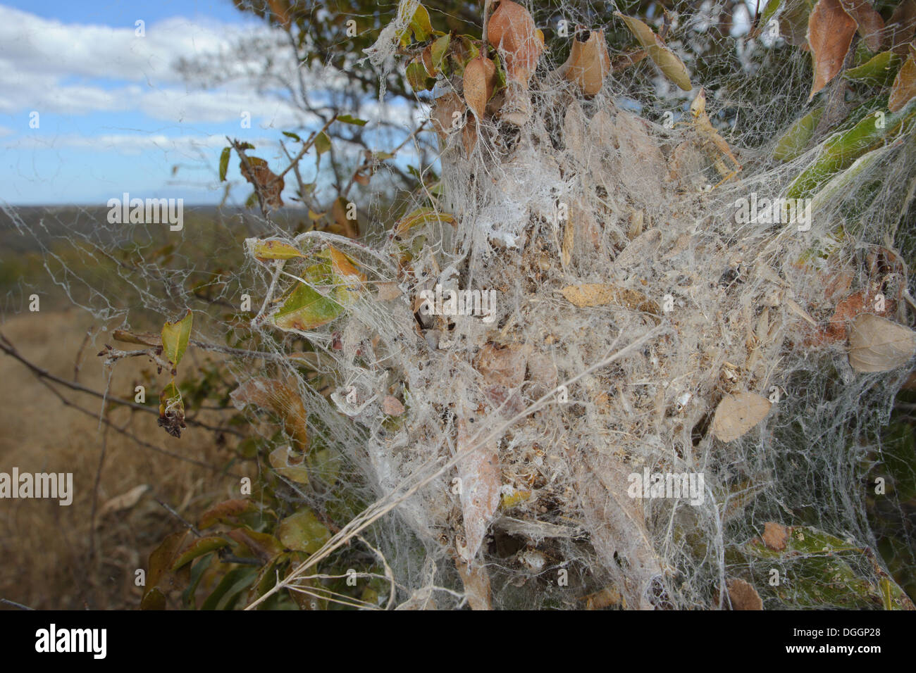 Social Spiders Stock Photos & Social Spiders Stock Images Alamy