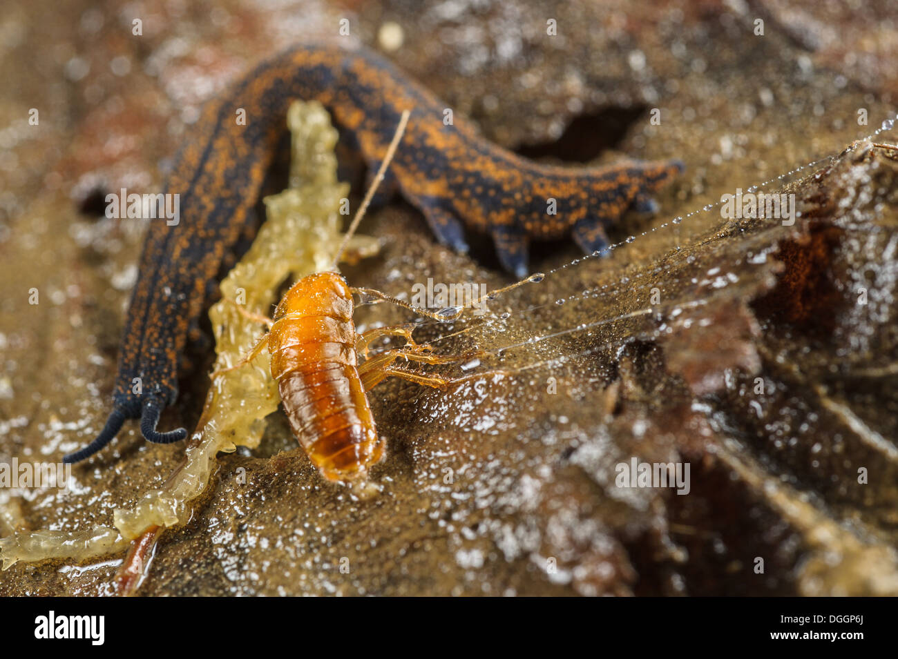 New Zealand Velvetworm (Peripatoides novaezealandiae) adult with