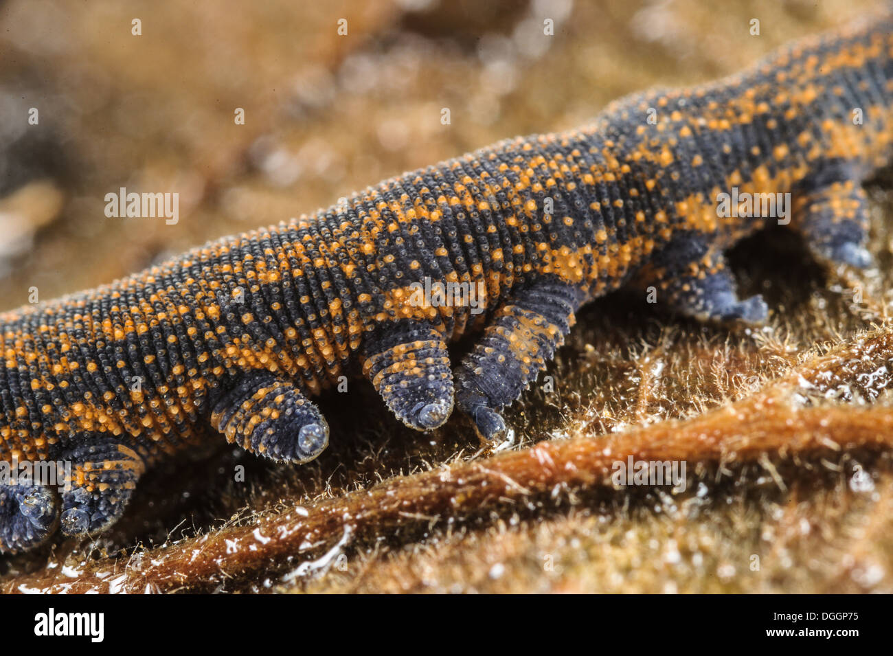 New Zealand Velvetworm (Peripatoides novaezealandiae) adult Stock