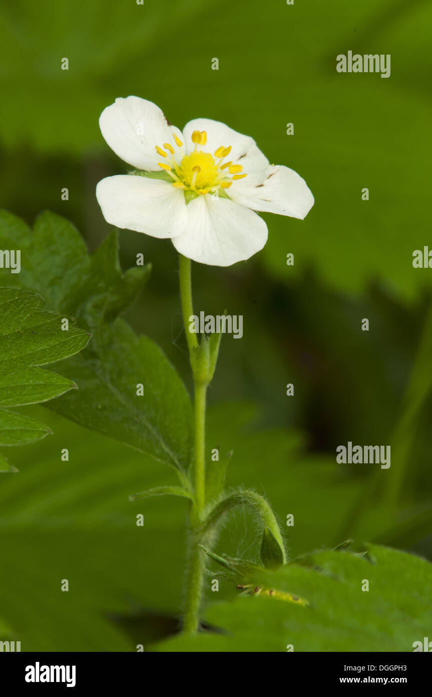 Close up strawberry flower hi-res stock photography and images - Alamy