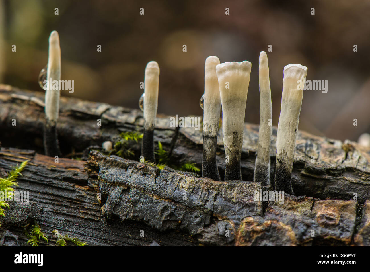 Candle-snuff Fungus (Xylaria hypoxylon) fruiting bodies, Antola Regional Park, Genova Province, Liguria, Italy, October Stock Photo