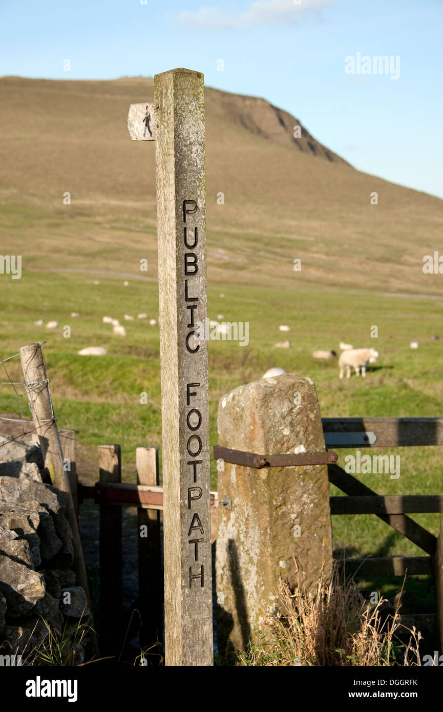 Public Footpath sheep hills Peak District UK Stock Photo