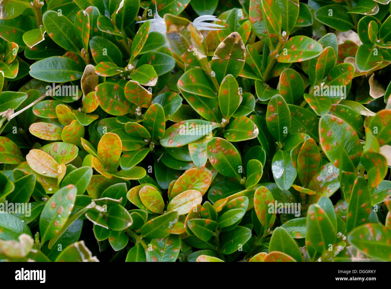 Box rust, Puccia buxi, pustules on the upper surface of a diseased parterre hedge leaves Stock Photo