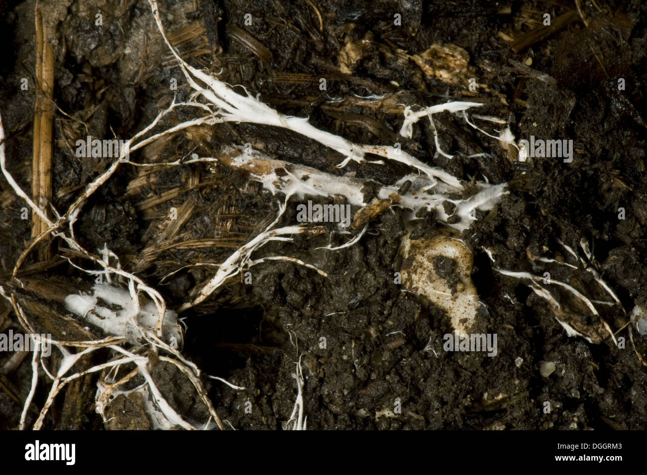 Branching threads of fungus mycelium in organic soil Stock Photo
