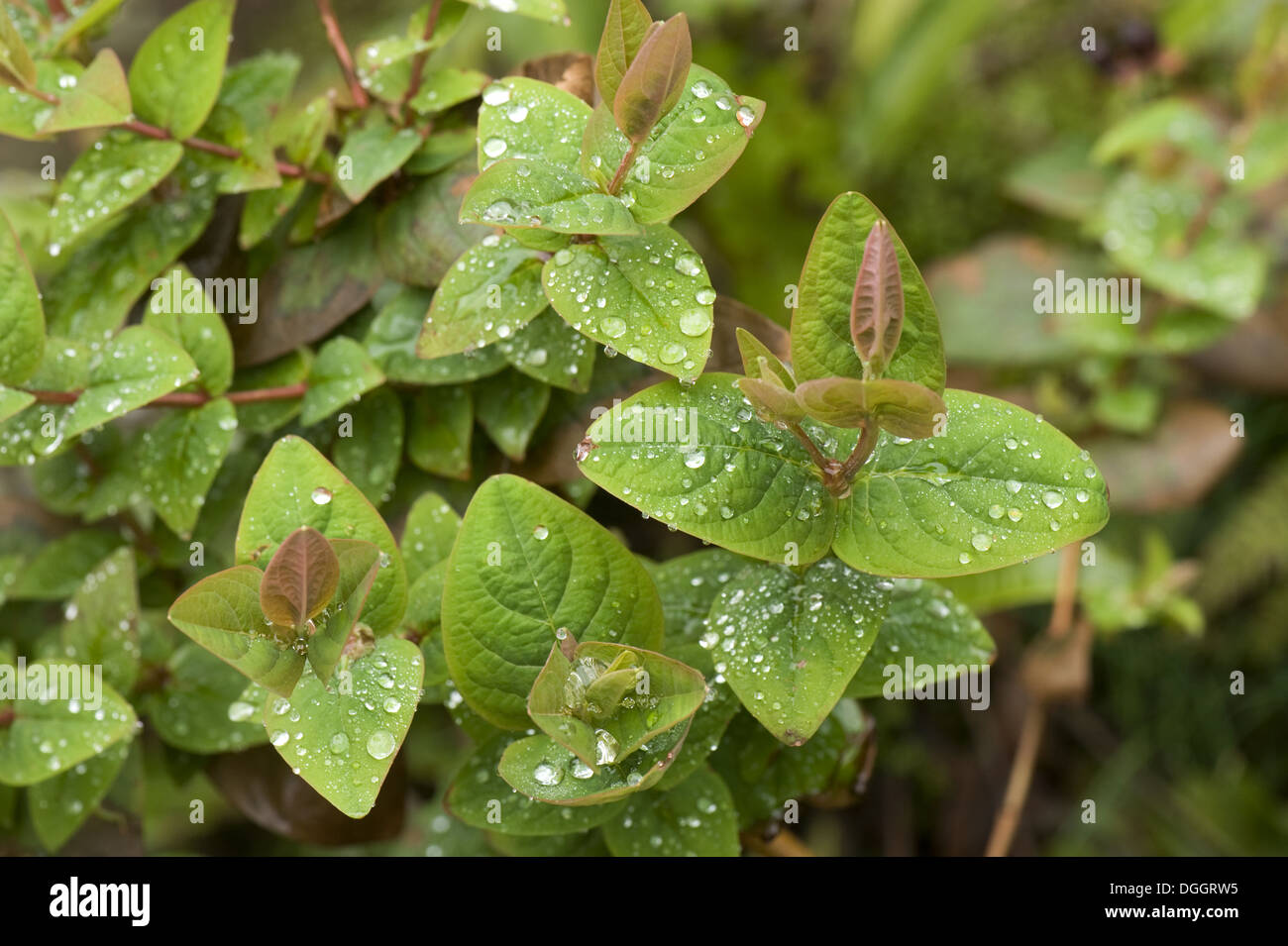 Hypericum x inodorum a garden shrub leaves with rain water droplets Stock Photo