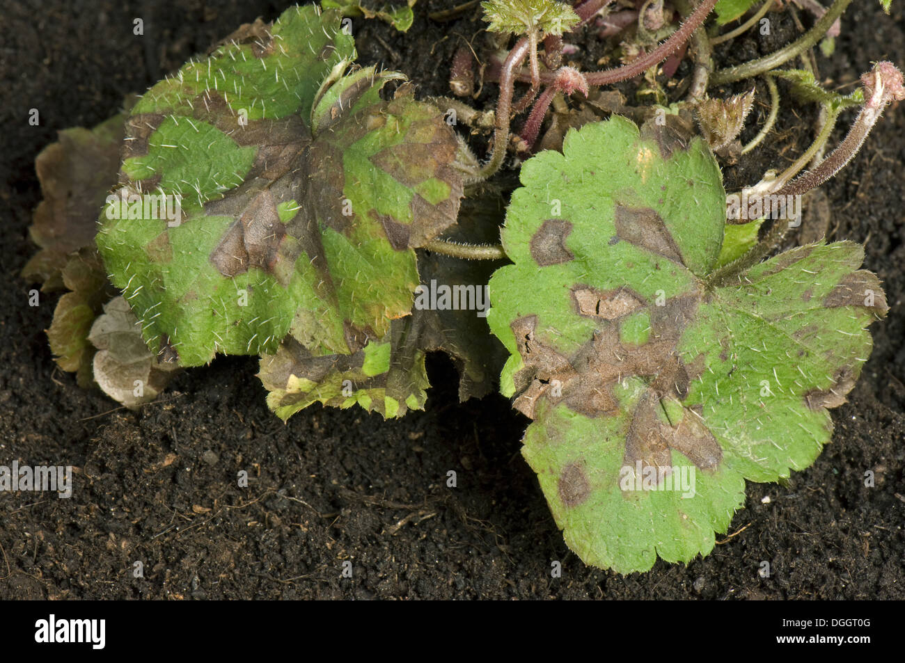 Foliar nematode, Aphelenchoides spp, angular leaf spotting on an ornamental anemone plant leaves Stock Photo
