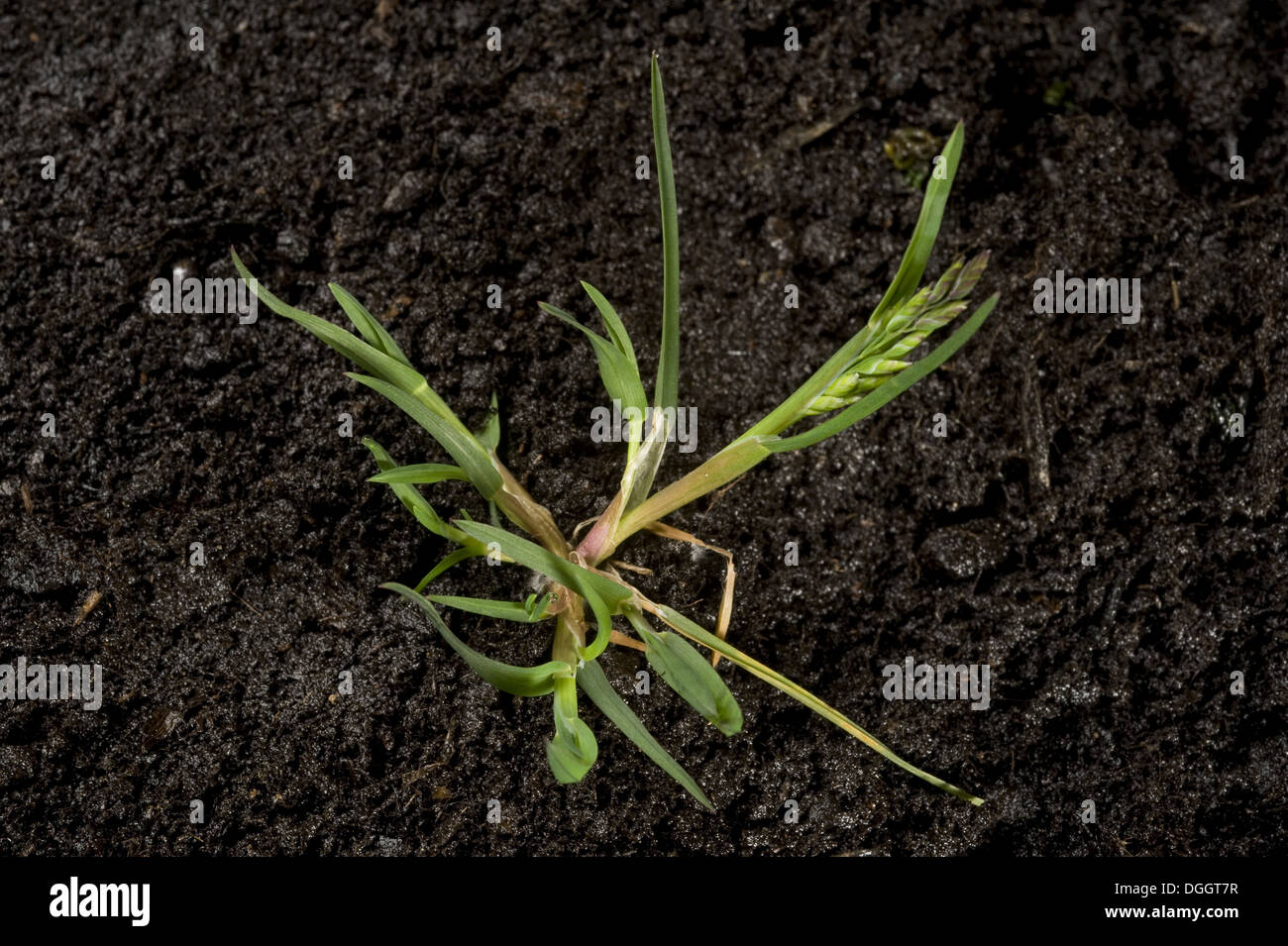 Annual meadow-grass, Poa annua, with tillers and flower bud, a prostrate annual garden and agriculture weed Stock Photo