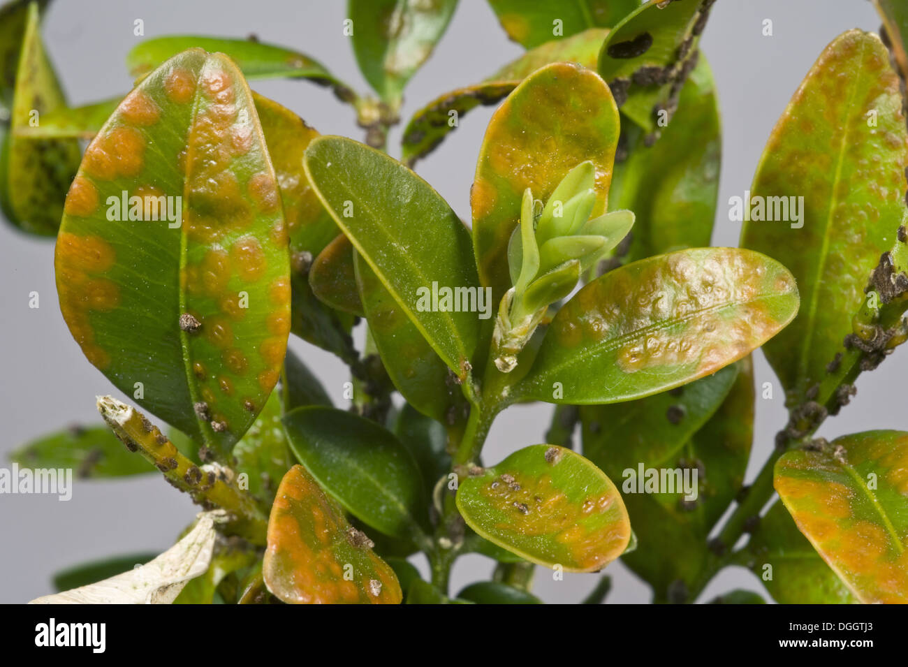 Box rust, Puccia buxi, pustules on the upper surface of a diseased parterre hedge leaves Stock Photo
