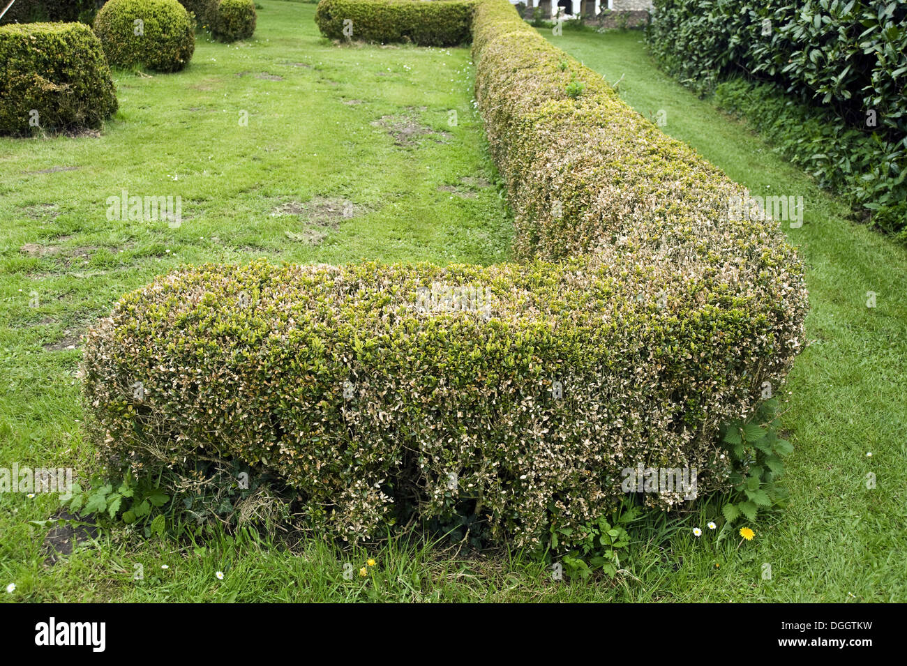 Box blight, Cylindrocladiumn buxicola, damage to Buxus sempervirens parterre hedge Stock Photo