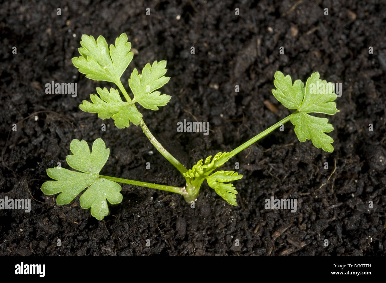Young plant of fool's parsley, Aethusa cynapium, an annual arable and garden weed Stock Photo