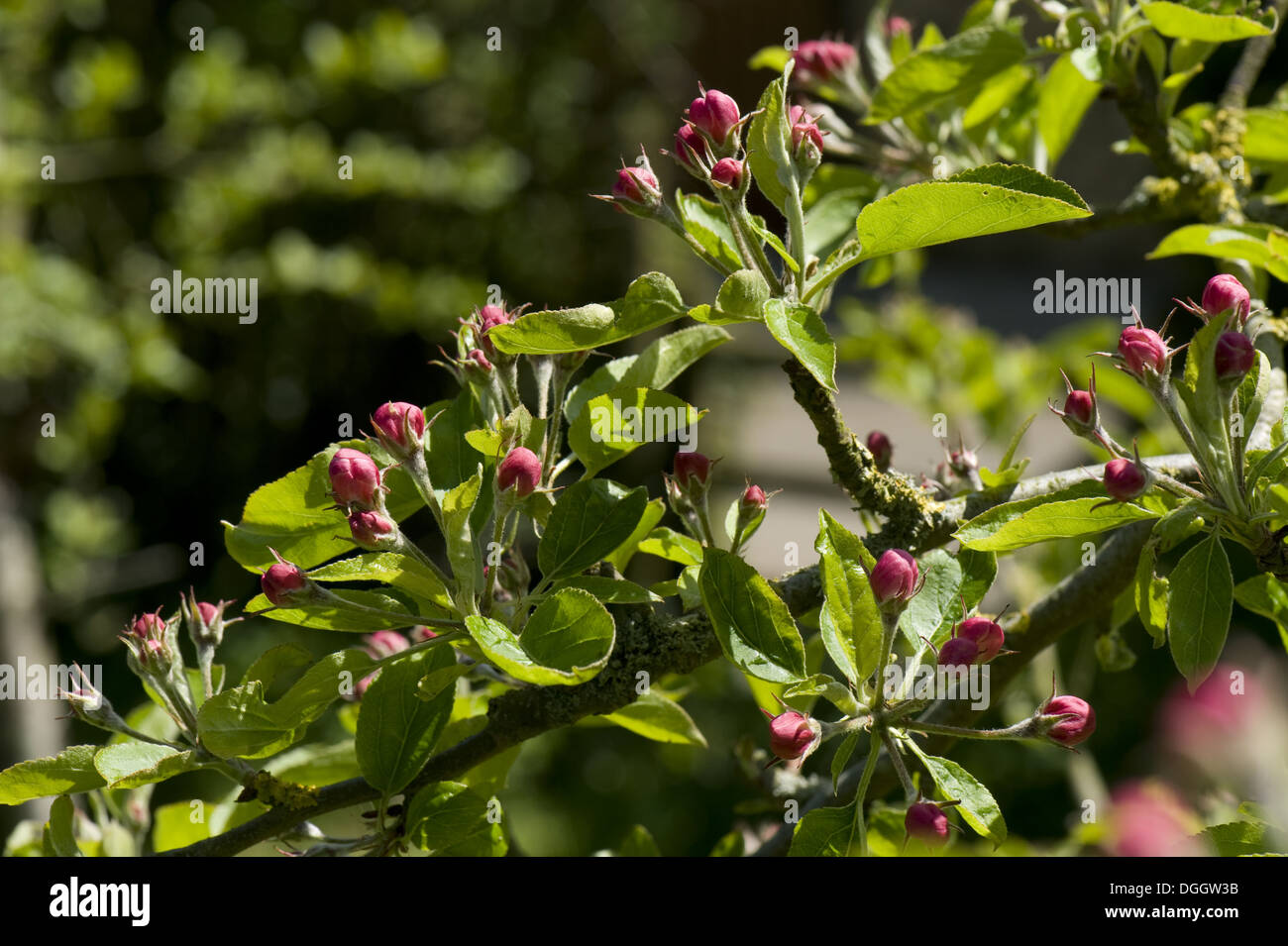 Apple Tree Buds Malus Communis High Resolution Stock Photography And Images Alamy