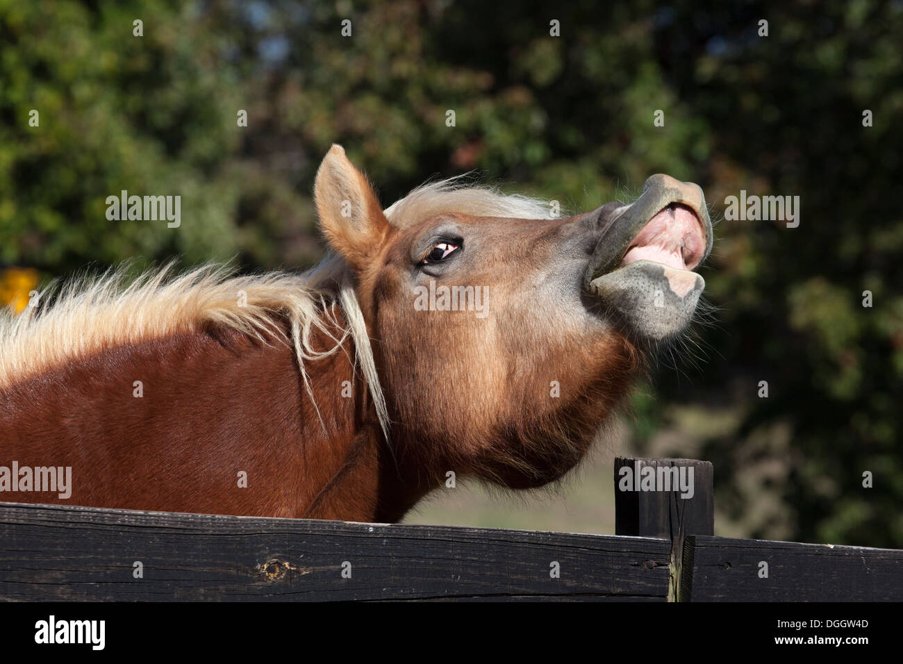 Haflinger pony laughing Stock Photo