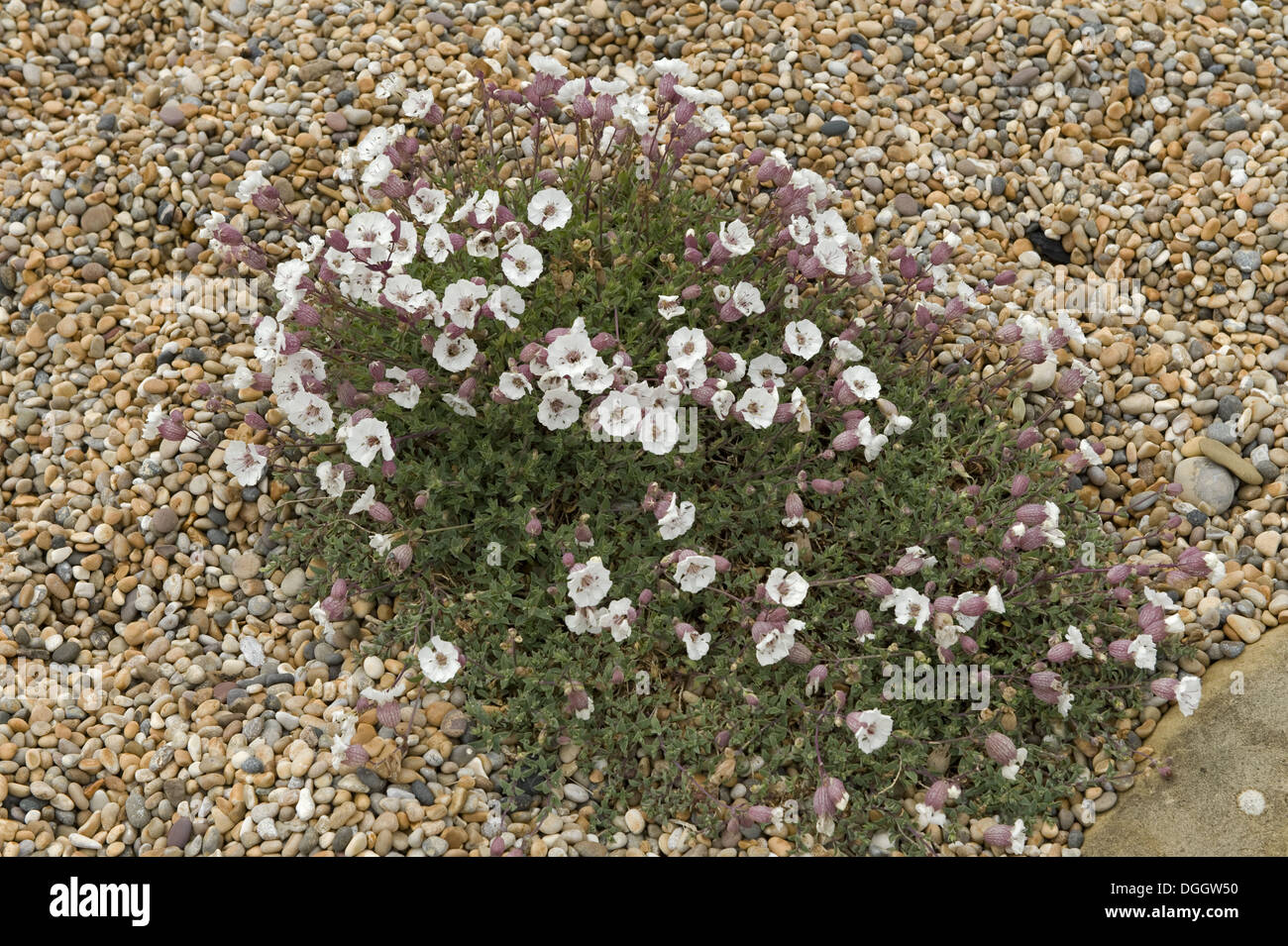 A flowering clump of sea campion, Silene maritima, on shingle and Chesil Beach in Dorset Stock Photo