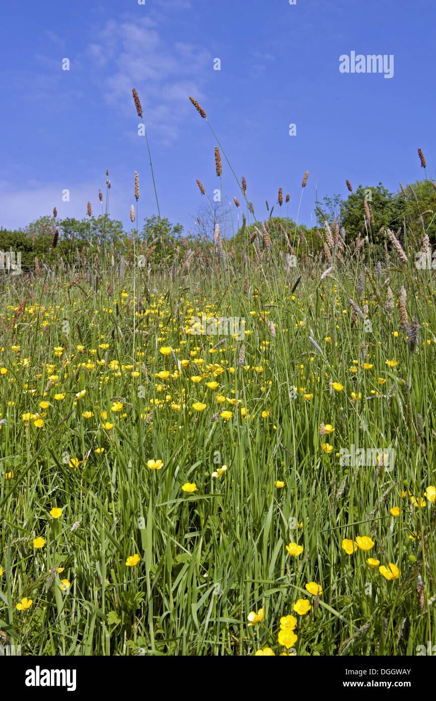 Flowering field buttercups Ranunculus acris a yellow carpet in green