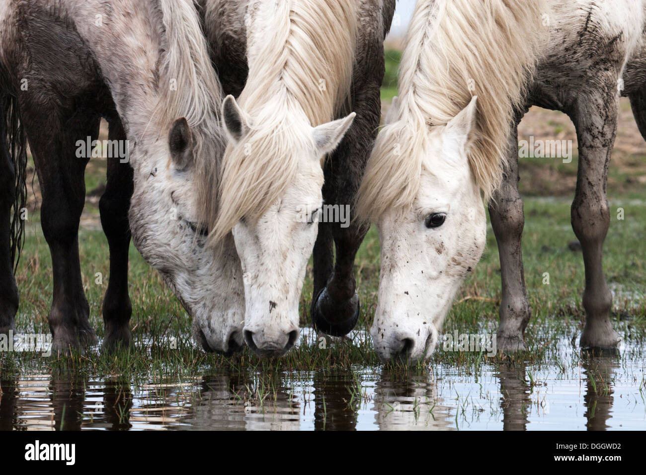 Three Camargue horses drinking water from marsh Stock Photo