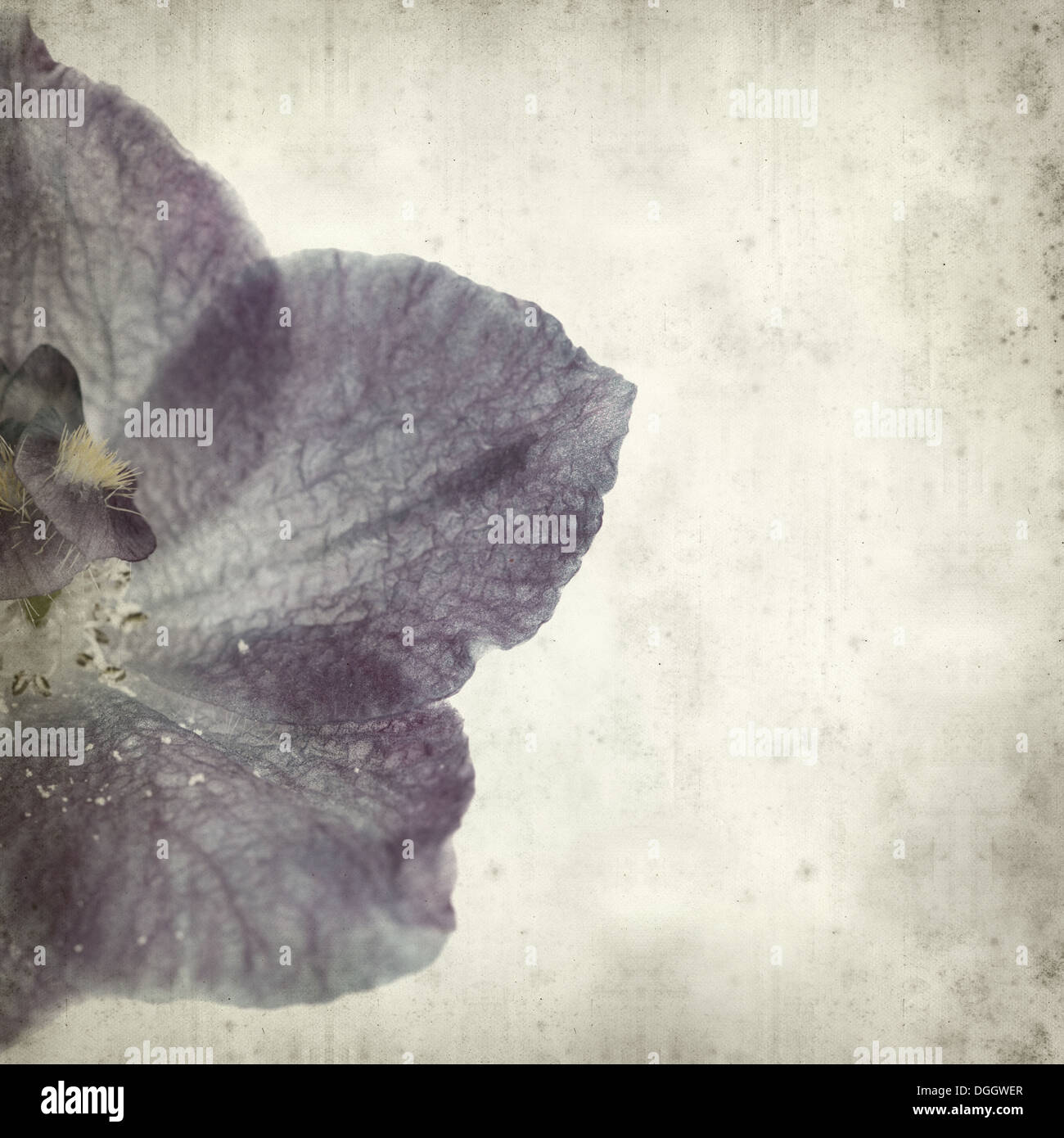 textured old paper background with blue delphinium Stock Photo