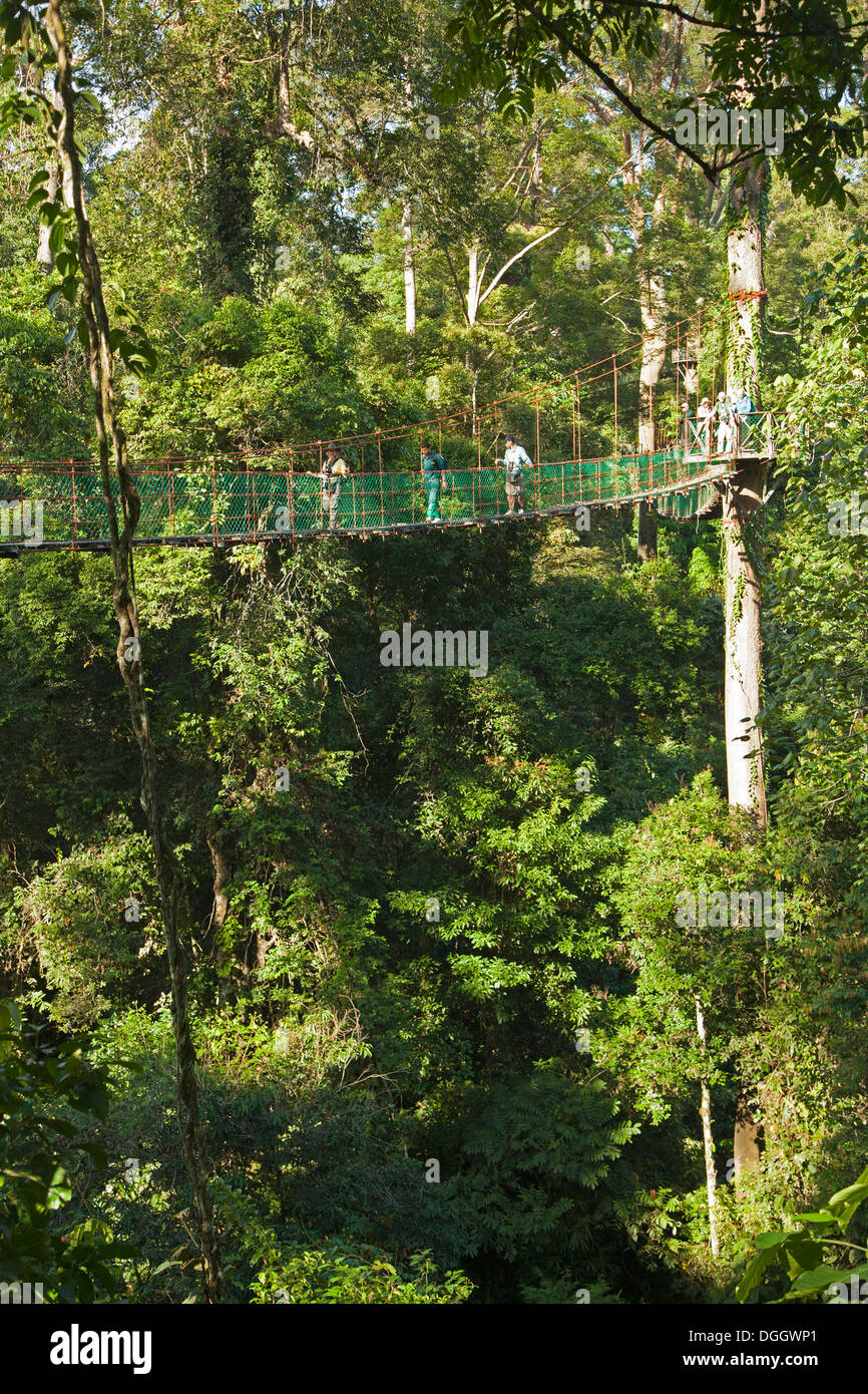 Tropical rainforest canopy trees hi-res stock photography and images ...