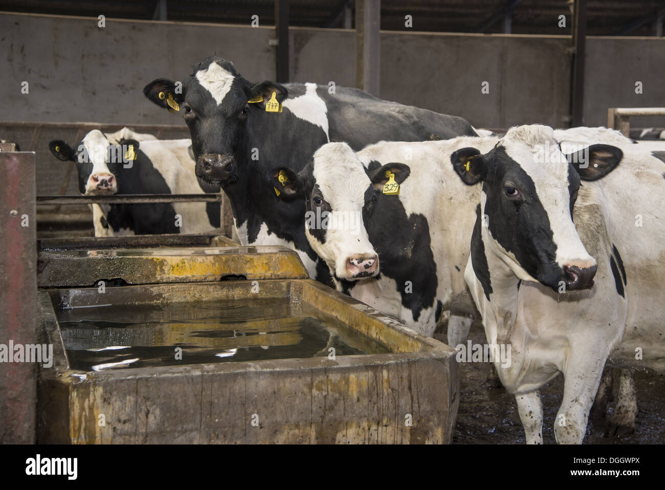 Dairy farming, Holstein cows drinking from concrete water trough in