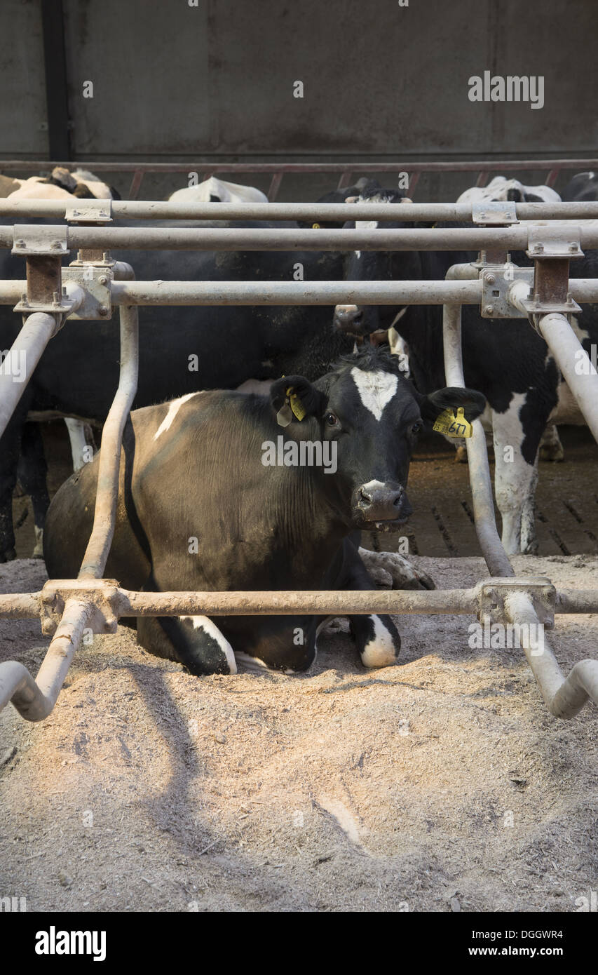 Dairy farming, Holstein cows in cubicle house with rubber mattresses