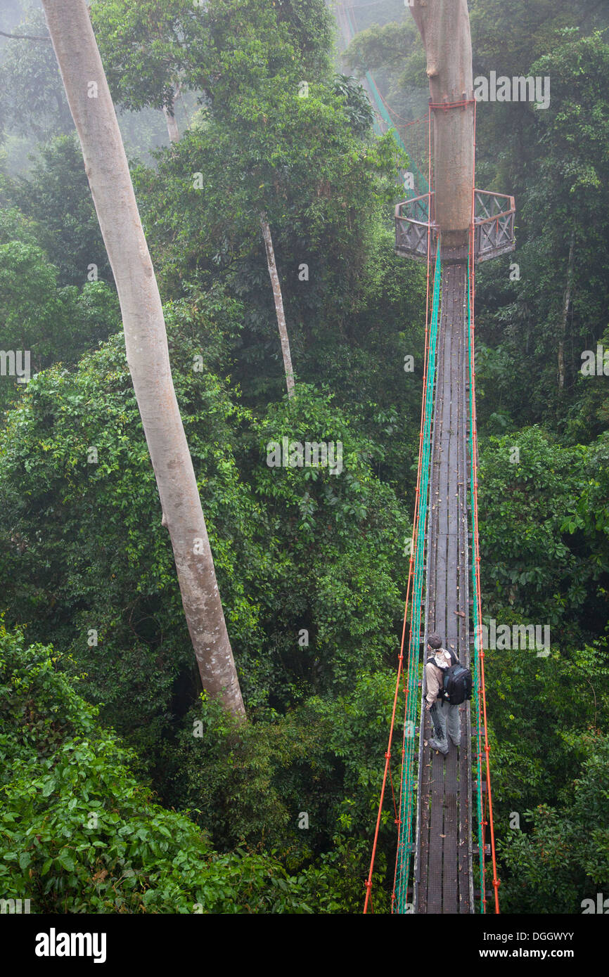 Ecotourist exploring emergent layer in Malaysian tropical lowland rainforest from canopy walkway at the Borneo Rainforest Lodge, Danum Valley, Sabah Stock Photo