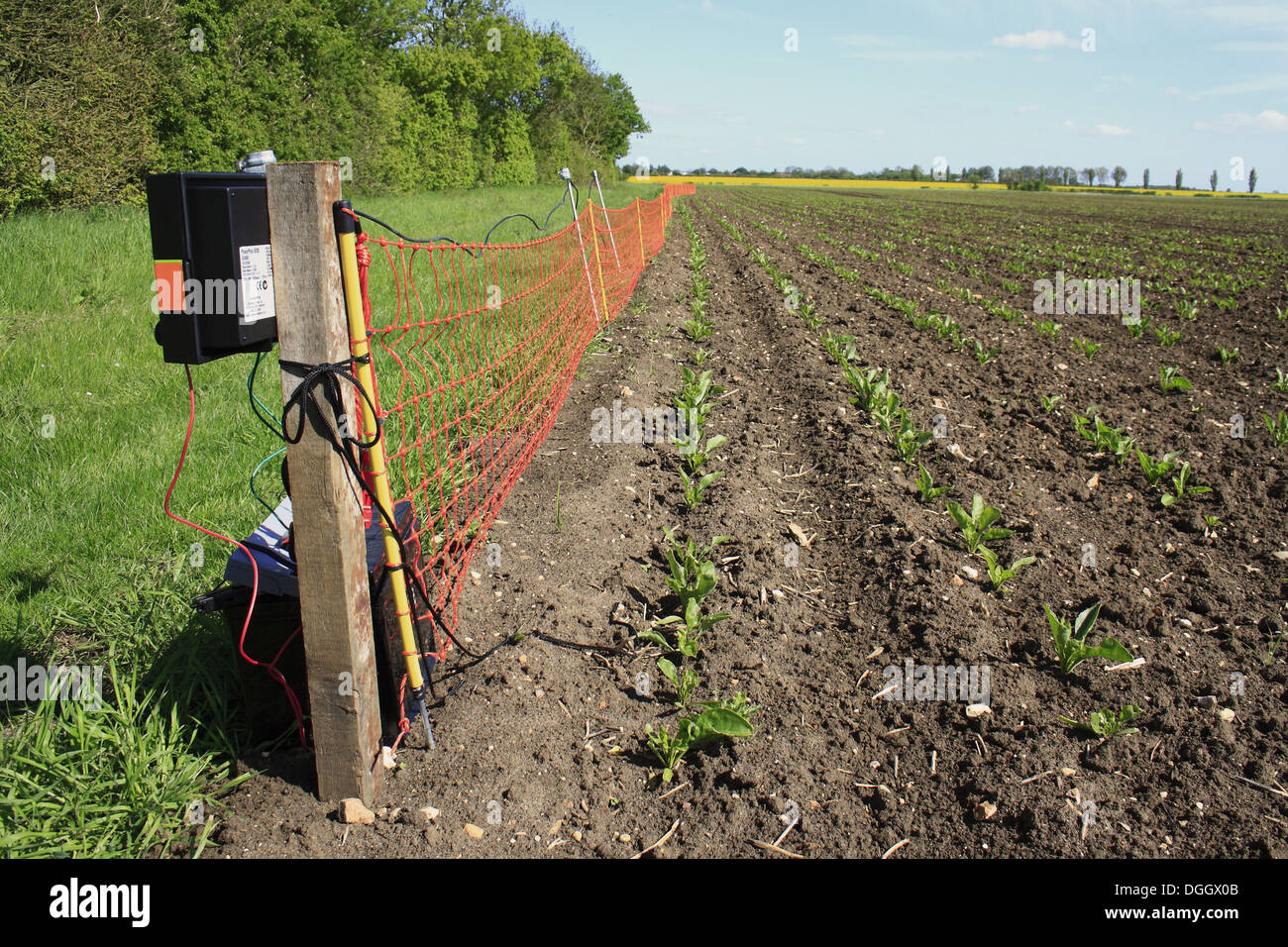 Electric rabbit clearance fence