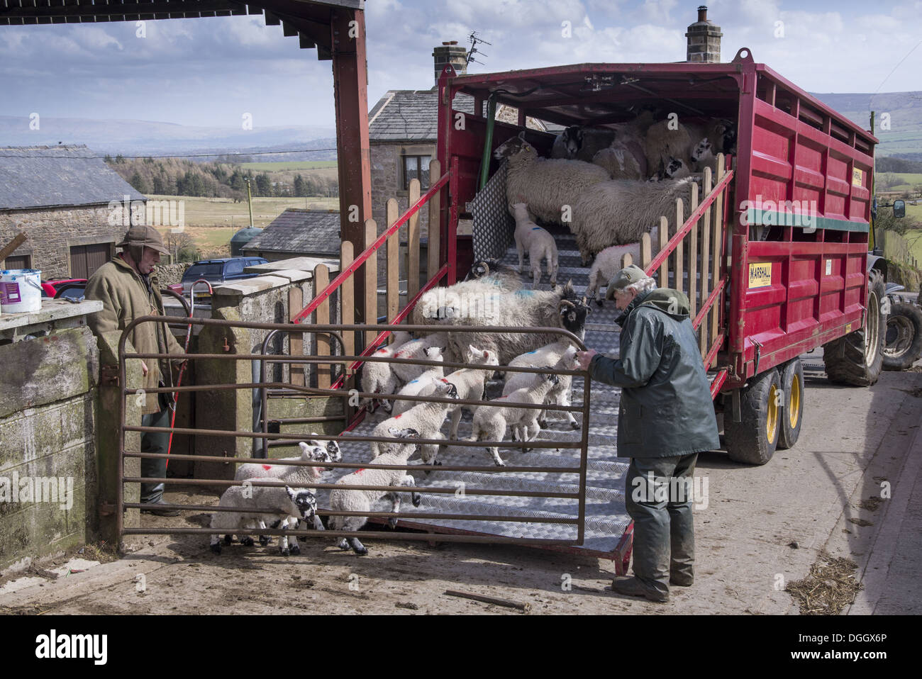 Sheep farming, farmers loading ewes and lambs onto livestock trailer in farmyard, Chipping, Lancashire, England, April Stock Photo