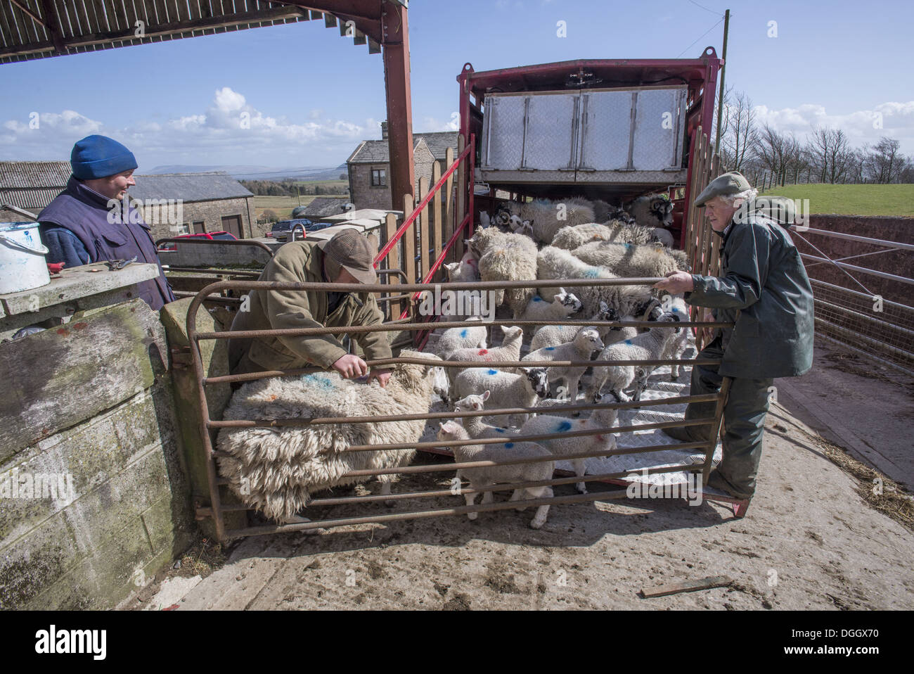Sheep farming, farmers loading ewes and lambs onto livestock trailer in