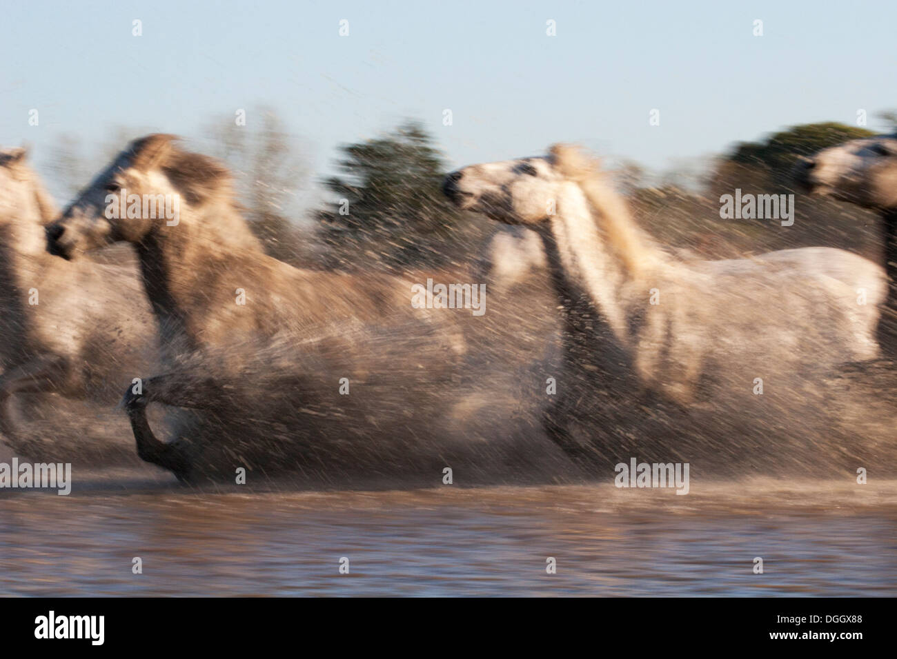 Camargue horses running through water spray Stock Photo