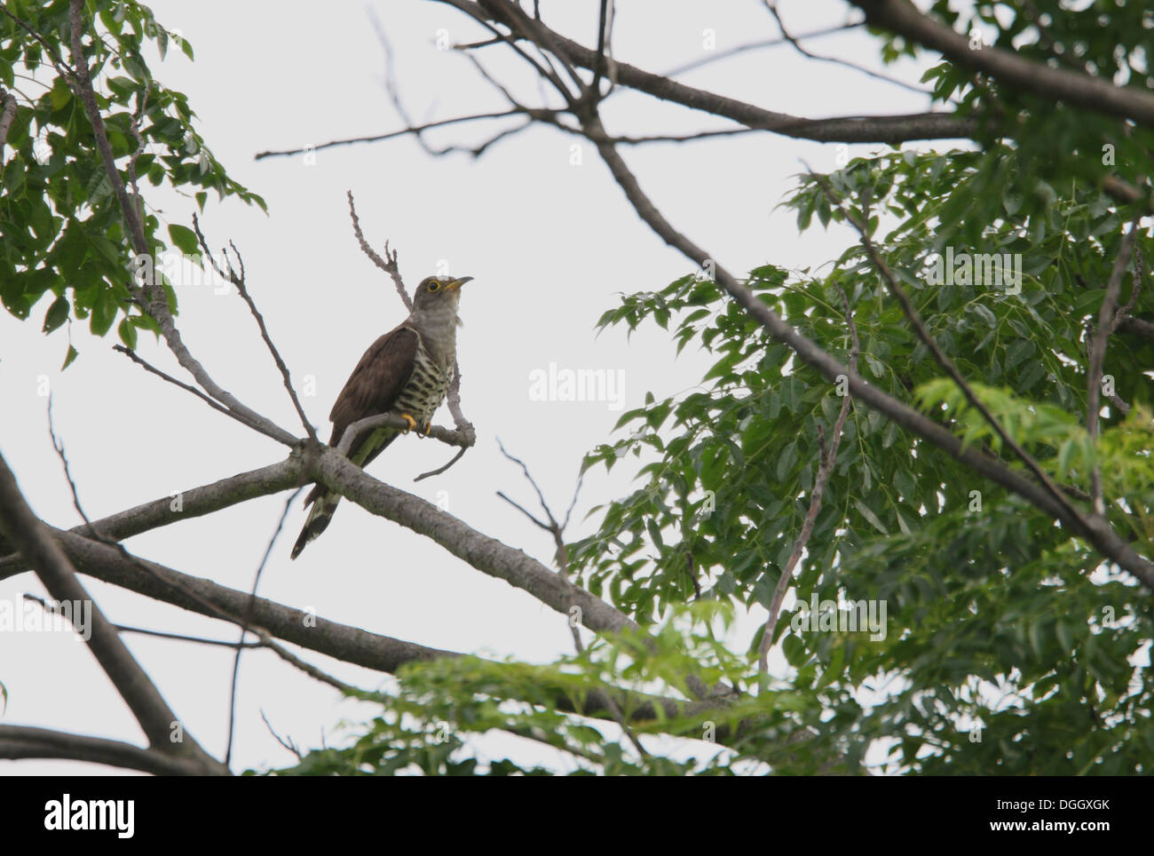 Indian Cuckoo (Cuculus micropterus) adult, perched on branch, Hong Kong, China, May Stock Photo