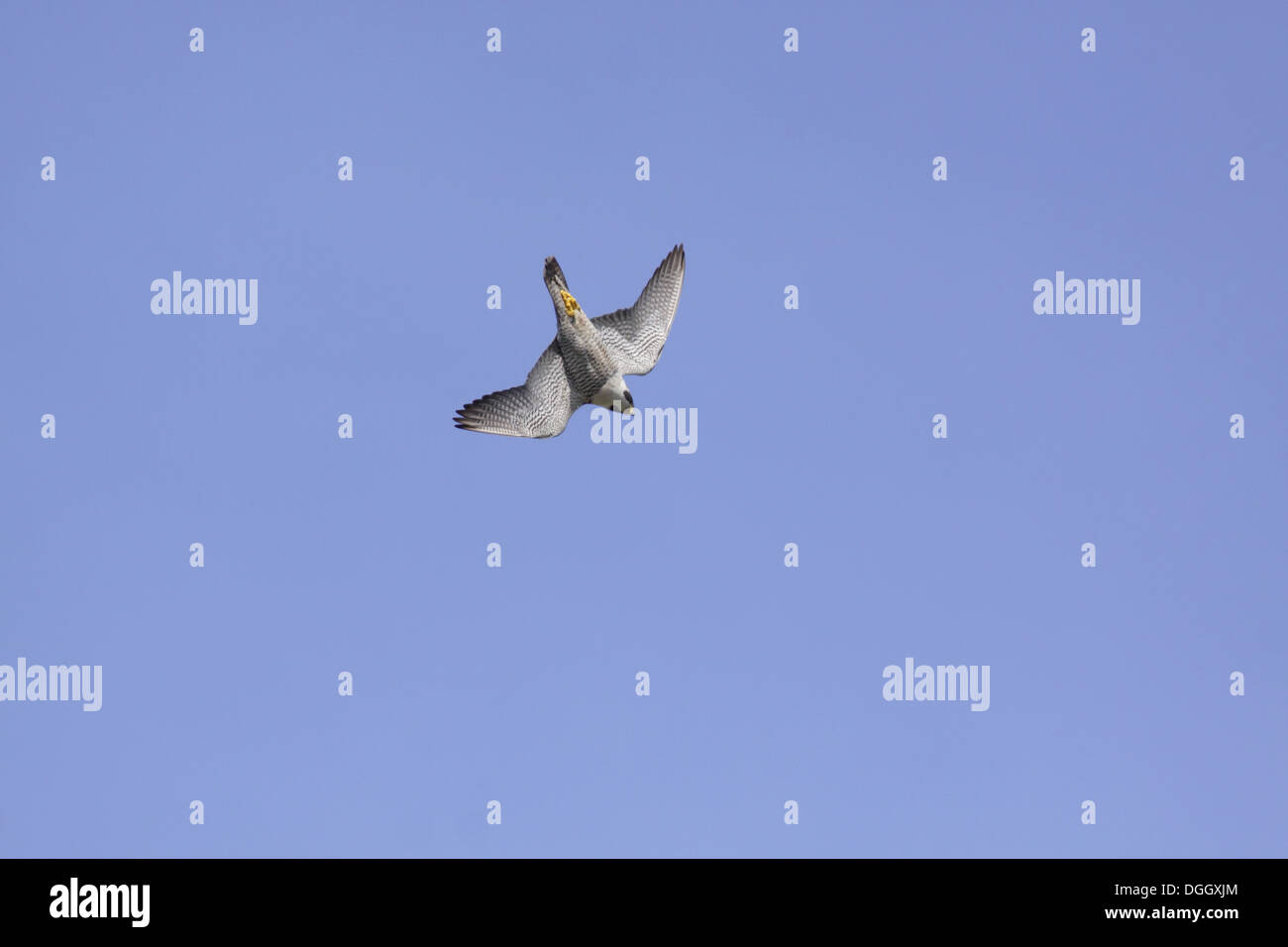 Peregrine Falcon (Falco peregrinus) adult in mid-stoop flight Malham Cove Malhamdale Yorkshire Dales N.P. North Yorkshire Stock Photo