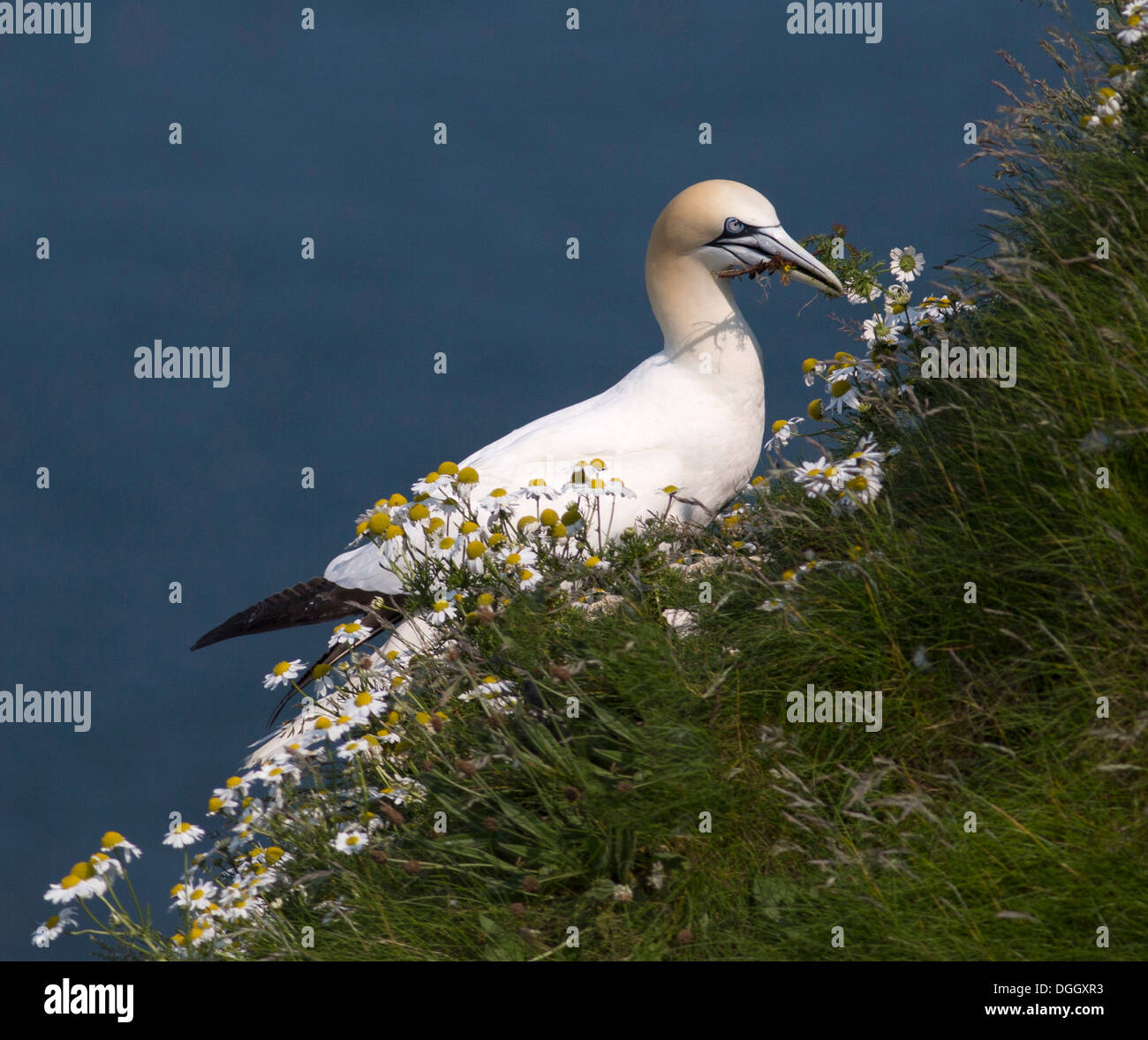 Gannet bird with a bunch of daisy flowers in it&rsquo;s beak Stock Photo - Alamy