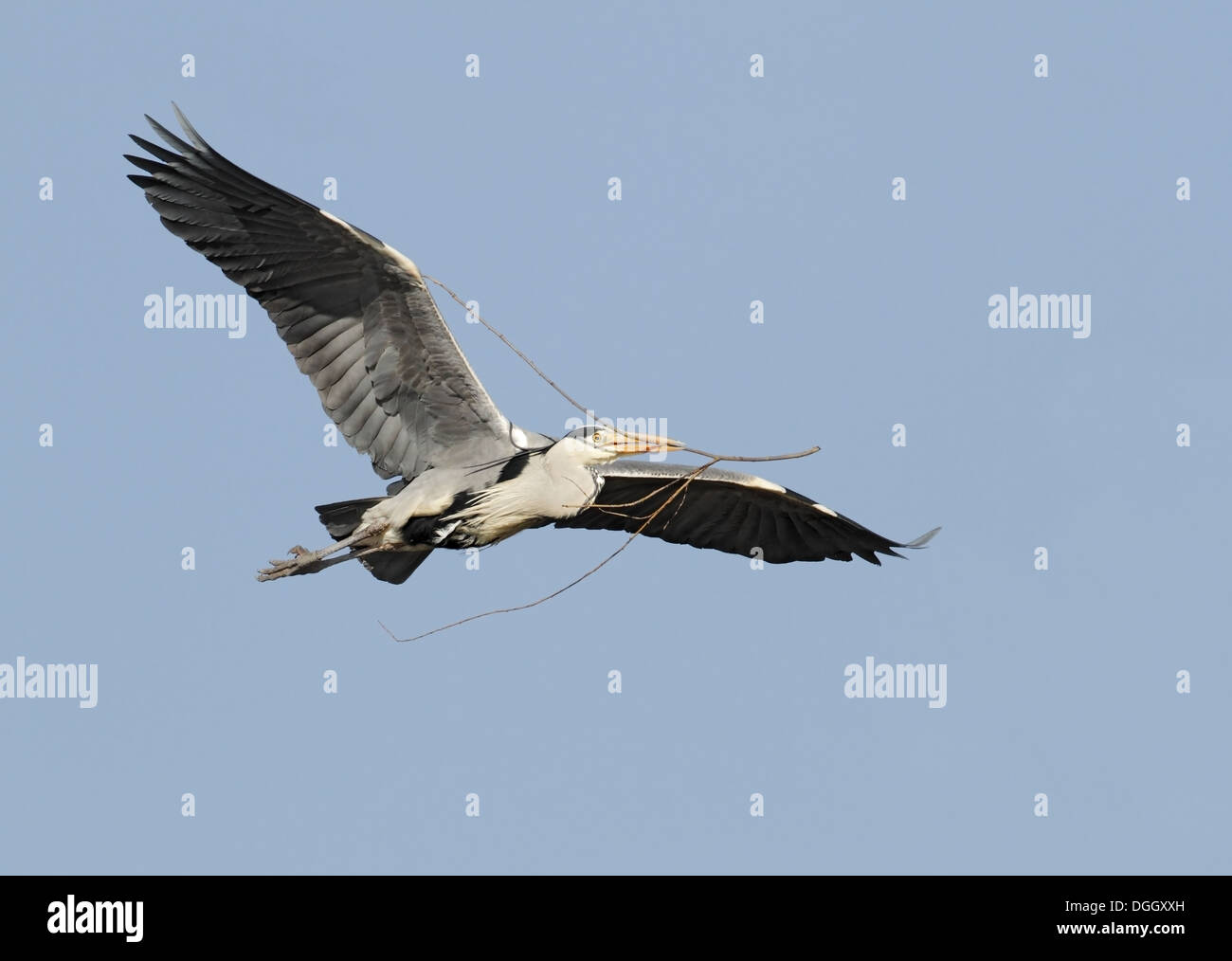 Grey Heron (Ardea cinerea) adult, in flight, with nesting material in beak, St. Albans, Hertfordshire, England, March Stock Photo