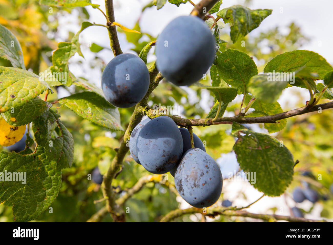 Damson tree hires stock photography and images Alamy