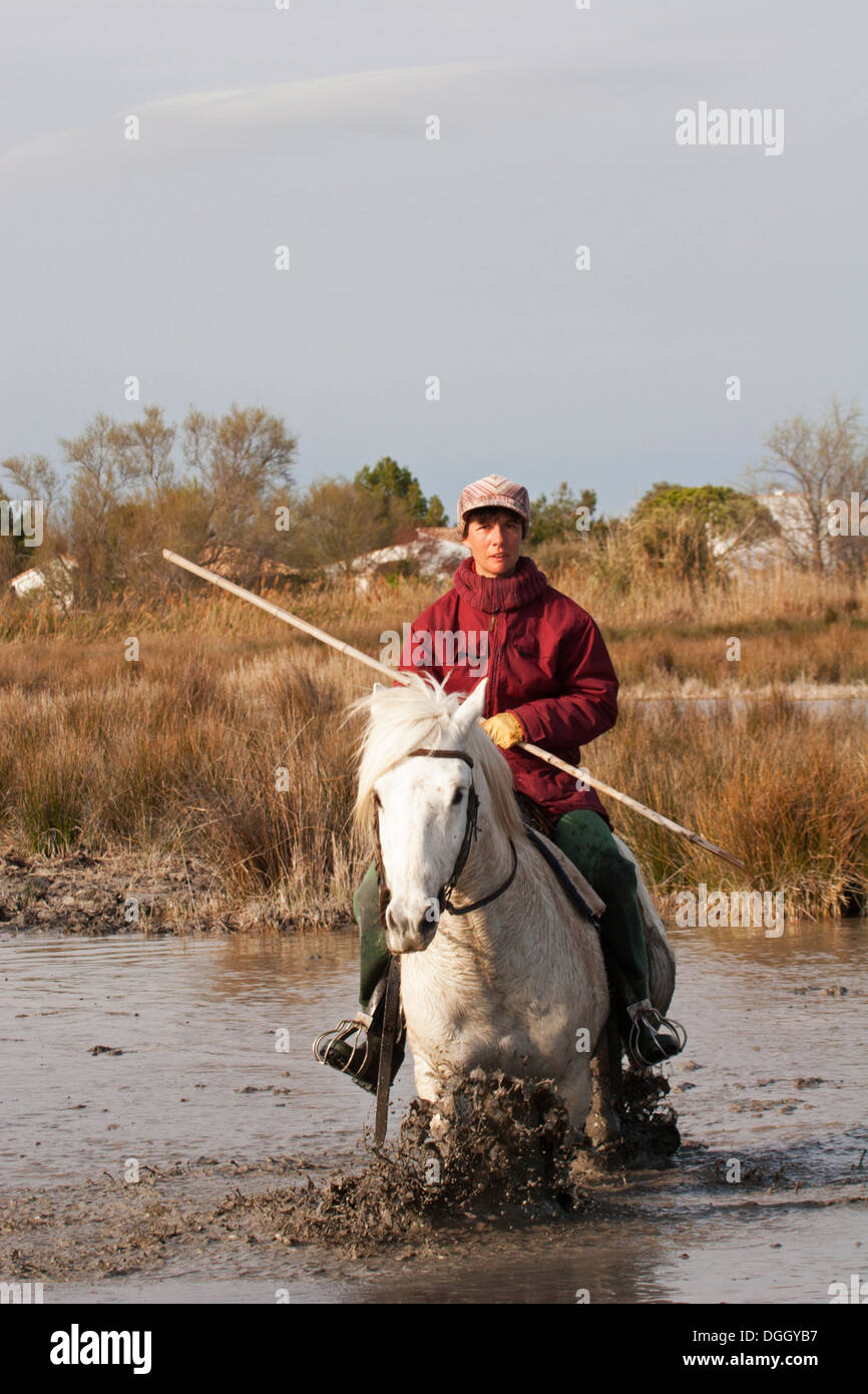 French woman, Gardian riding Camargue horse through wetland in Provence Stock Photo