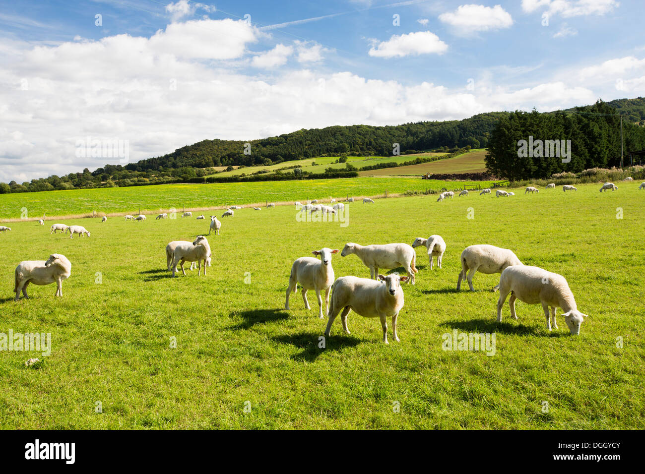 Sheep beneath Bredon Hill near Great comberton in the Vale of Evesham, Worcestershire, UK. Stock Photo