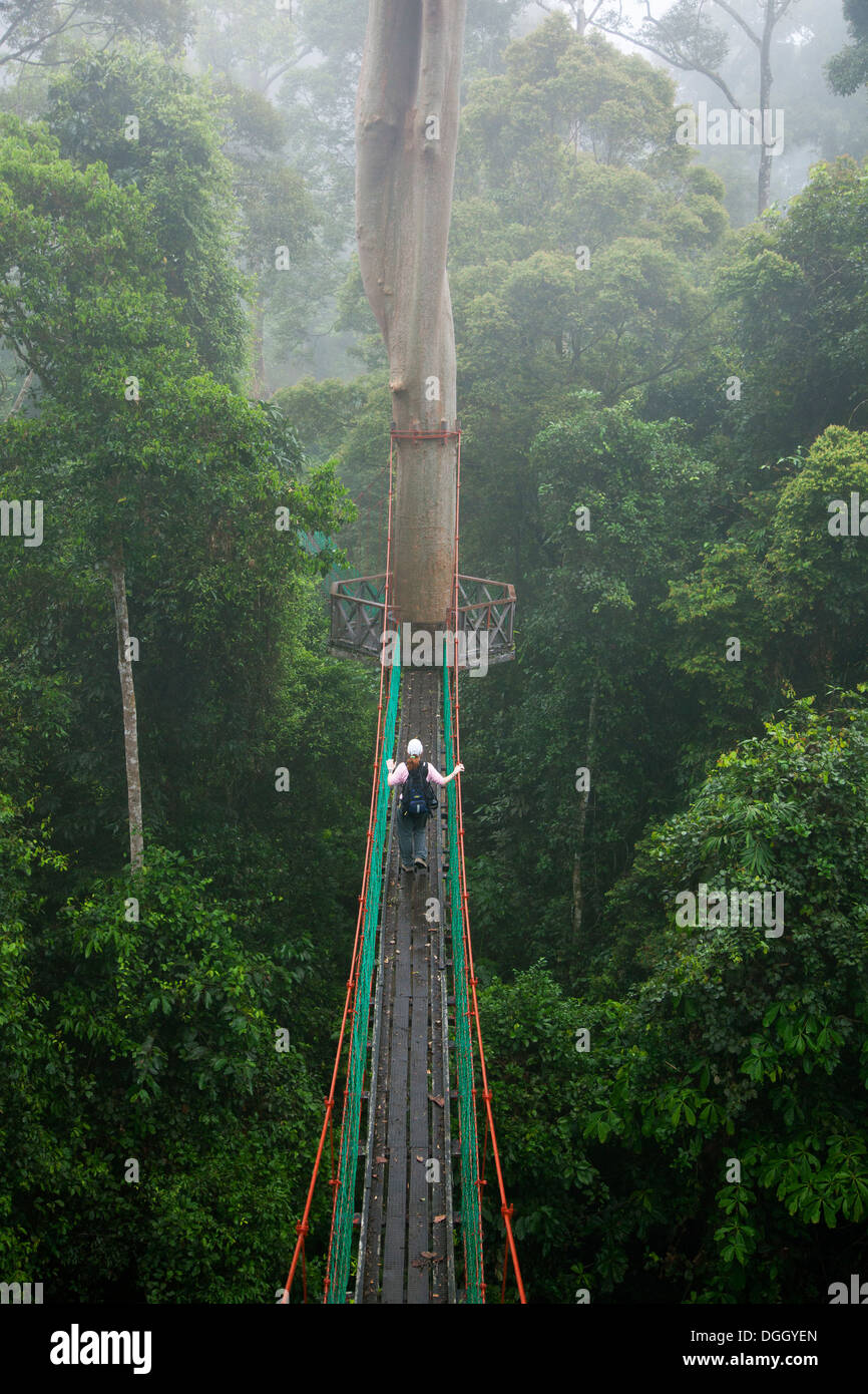 Female ecotourist exploring Malaysian tropical lowland rainforest from  canopy walkway at Borneo Rainforest Lodge in Danum Valley Conservation Area Stock Photo