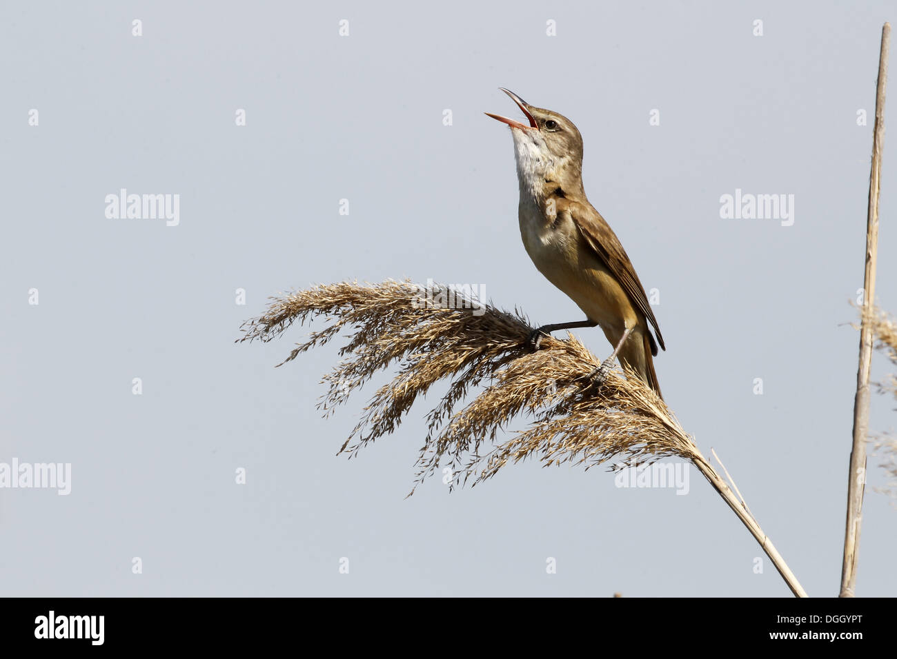 Great Reed-warbler (Acrocephalus arundinaceus) adult, singing, perched on reed, Bulgaria, May Stock Photo