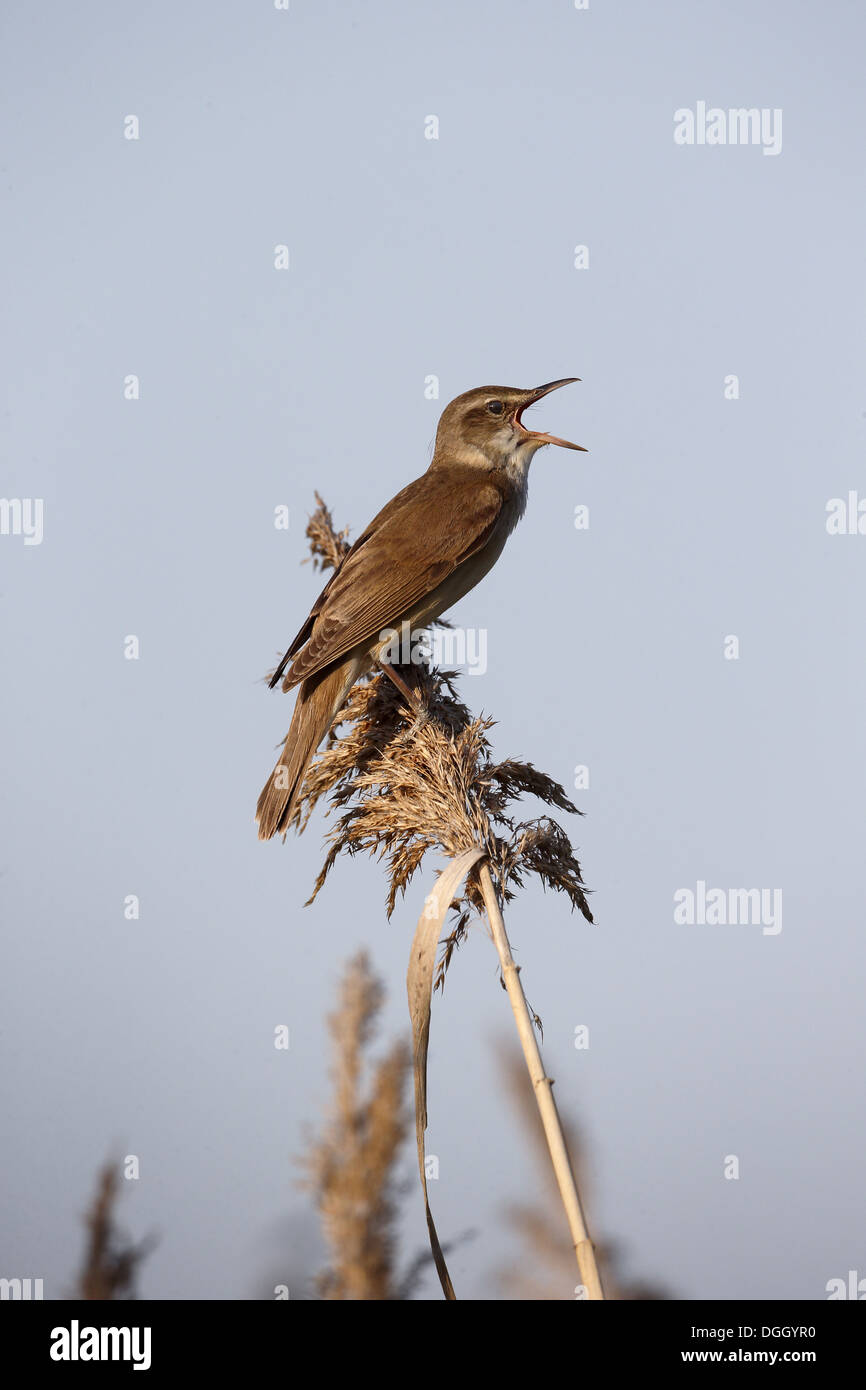 Great Reed-warbler (Acrocephalus arundinaceus) adult, singing, perched on reed, Bulgaria, May Stock Photo