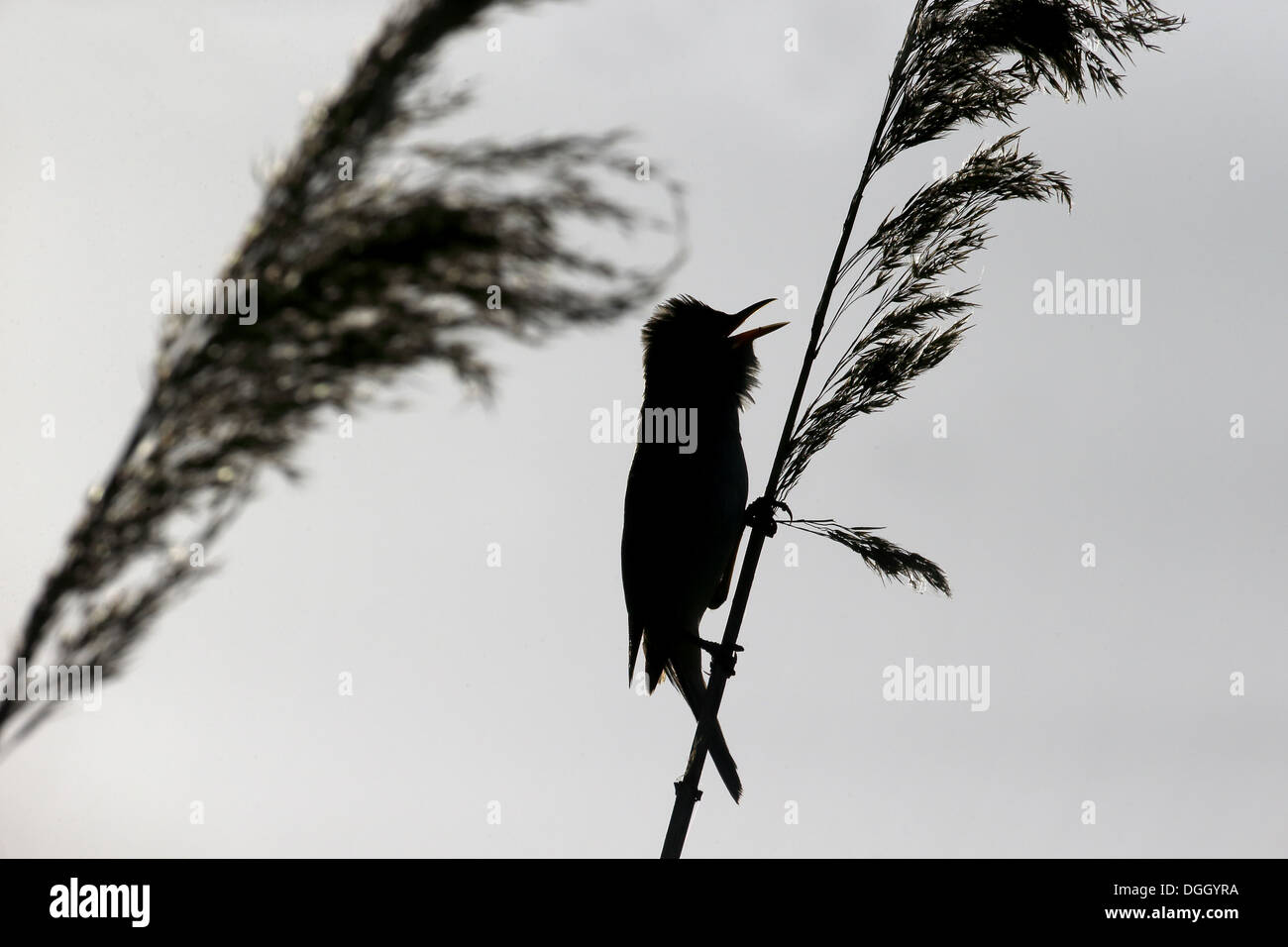 Great Reed-warbler (Acrocephalus arundinaceus) adult, singing, silhouetted on reed, Bulgaria, May Stock Photo