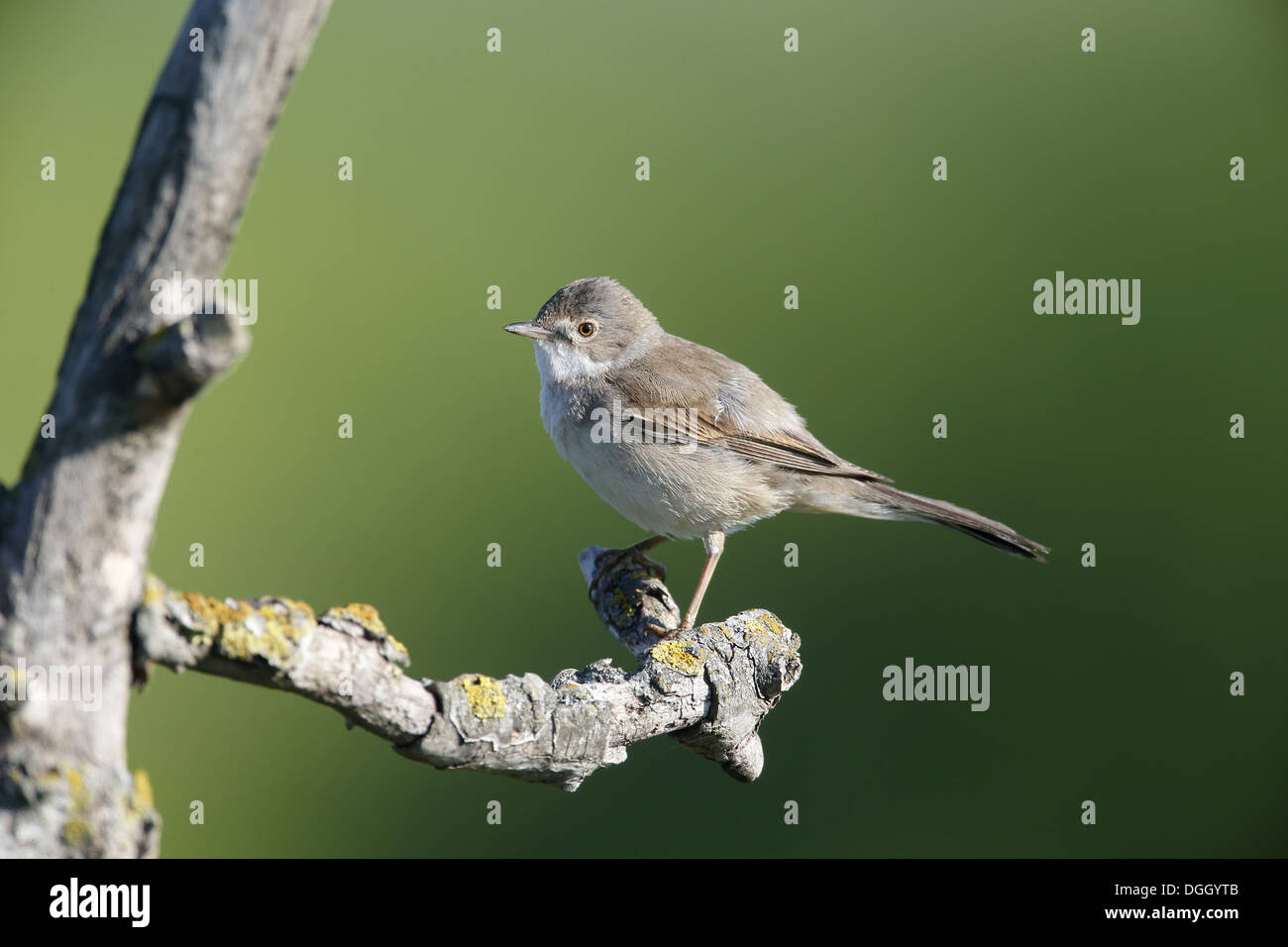 Common Whitethroat (Sylvia communis) adult, perched on twig, Bulgaria, May Stock Photo