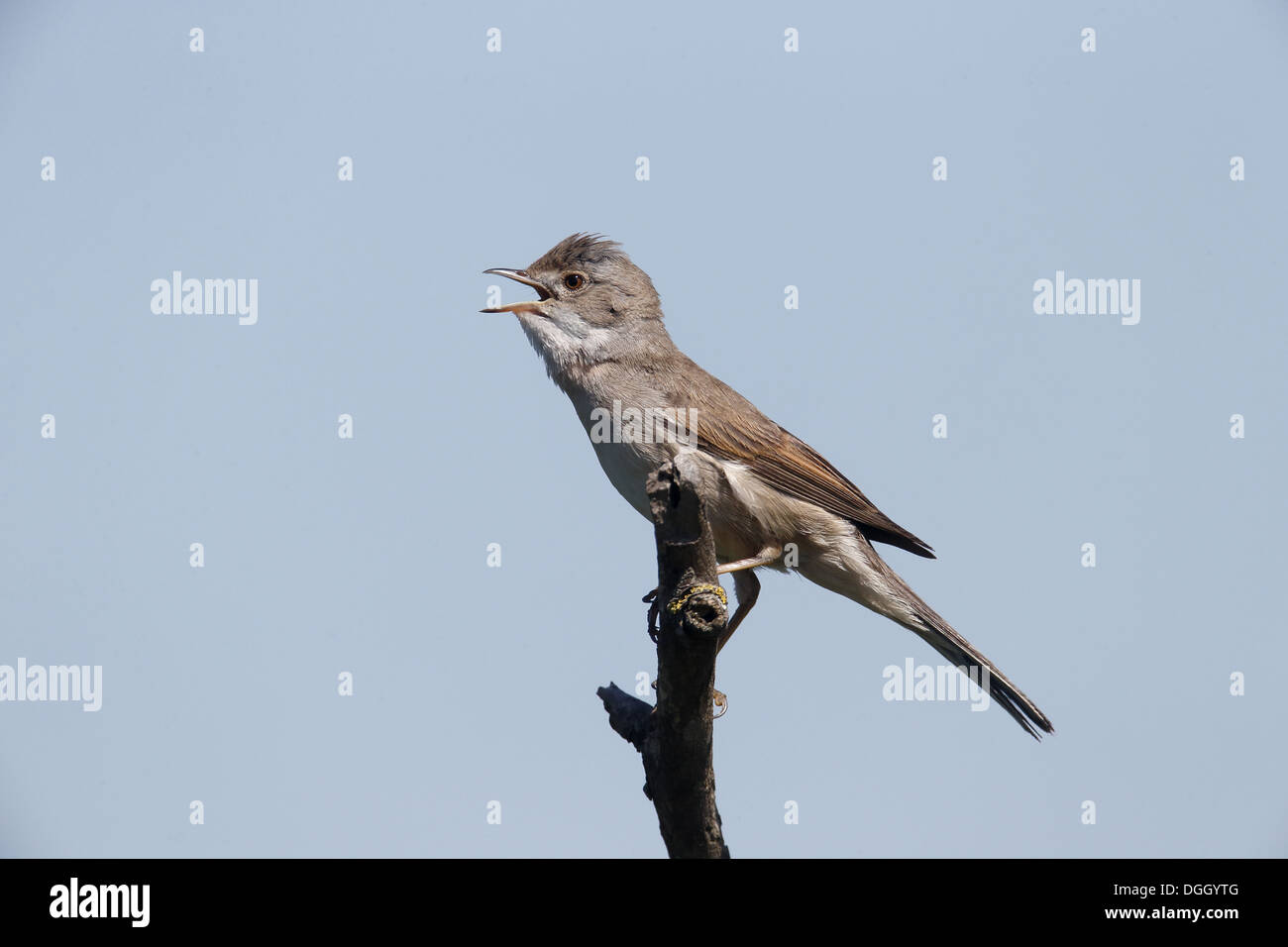 Common Whitethroat (Sylvia communis) adult, singing, perched on twig, Bulgaria, May Stock Photo