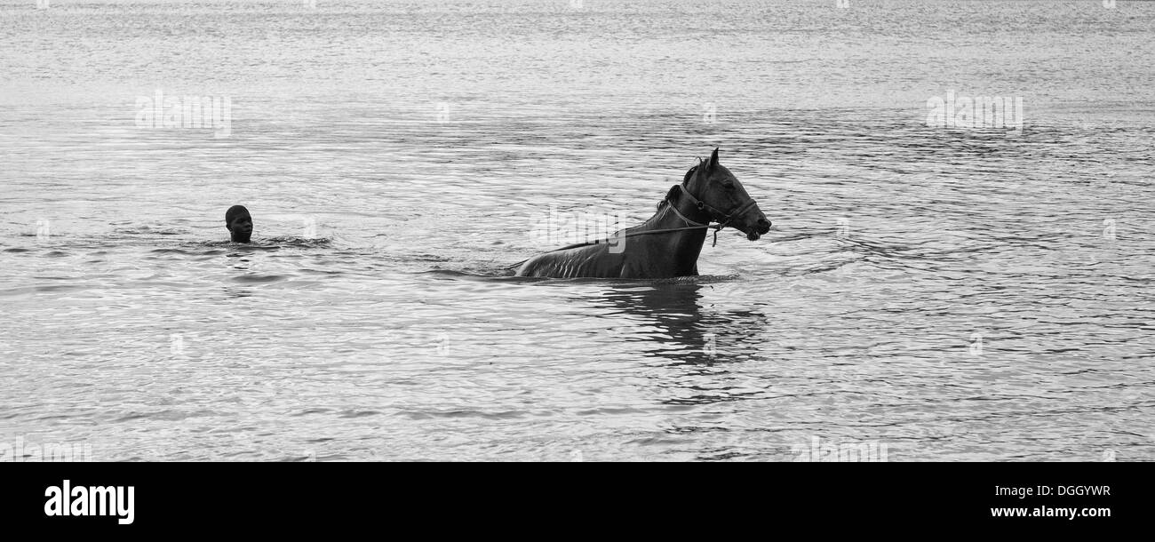 Boy exercises a horse in the sea by swimming behind it whilst holding onto the reins, St Lucia. Stock Photo