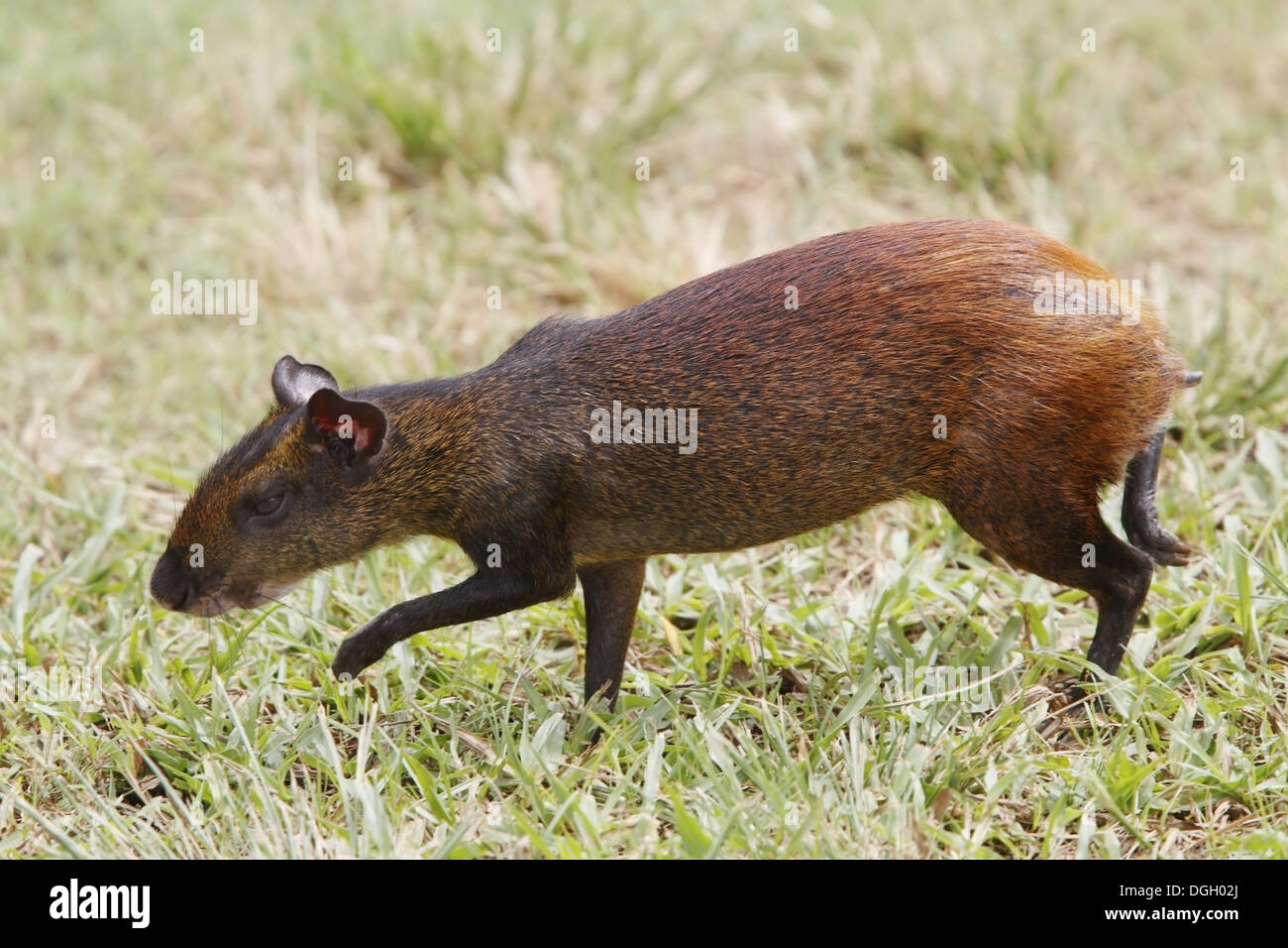 Red-rumped Agouti (Dasyprocta leporina) adult, walking on grass, Guyana, March Stock Photo