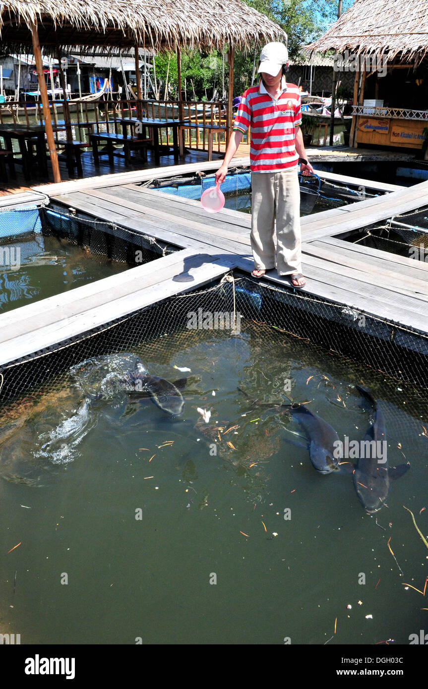Aquaculture - Fish farming in Thailand (Krabi) Stock Photo