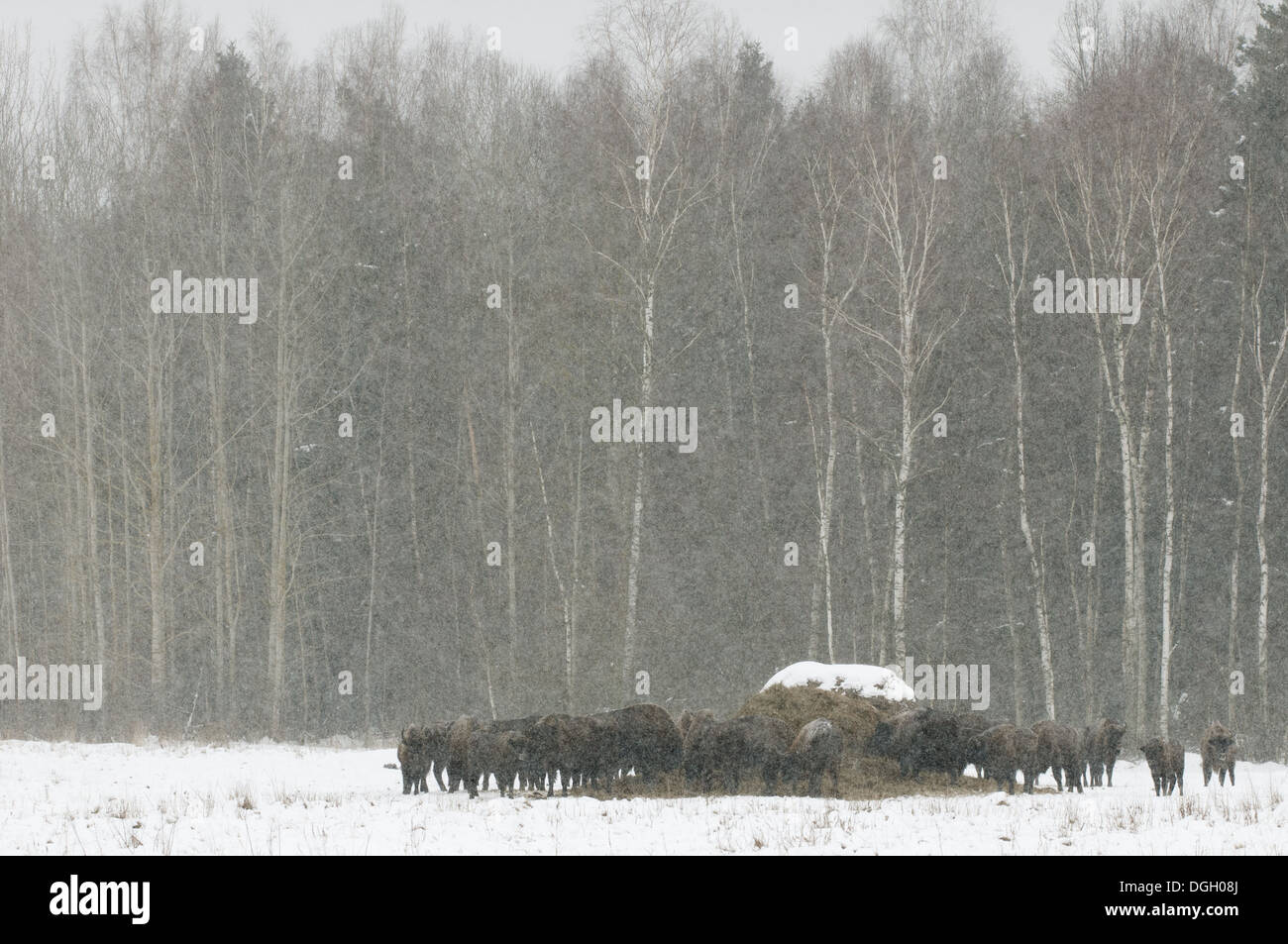 European Bison (Bison bonasus) adult females and calves herd gathered around feeding station in snow covered meadow at edge of Stock Photo