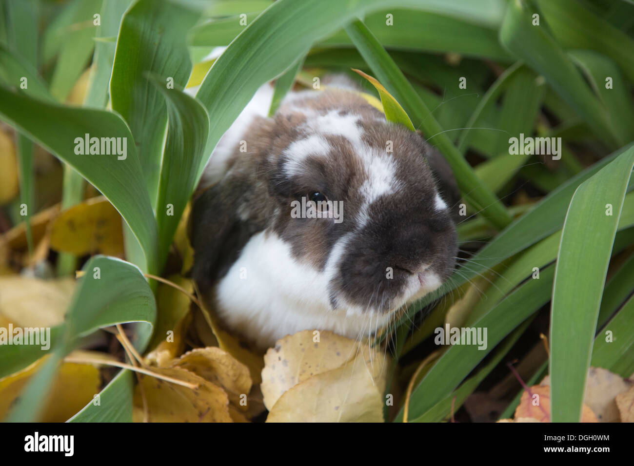 Domestic Holland Lop rabbit burrowing through garden plants Stock Photo